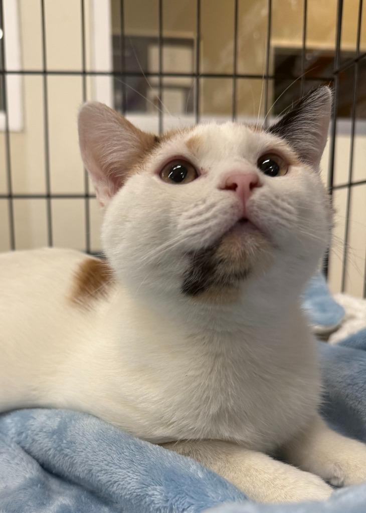 Enlarge Fionna, a Adoptable mixed breed in Evans, GA image 2/3