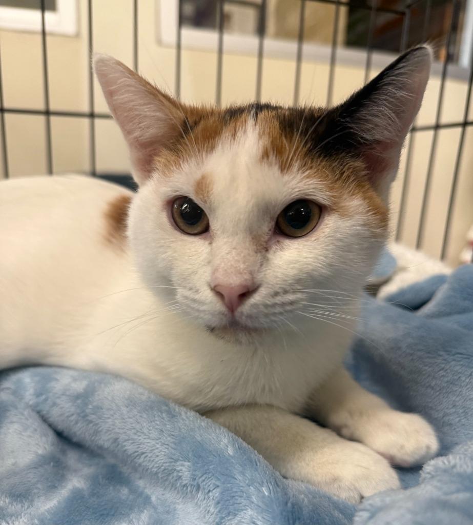 Enlarge Fionna, a Adoptable mixed breed in Evans, GA image 3/3