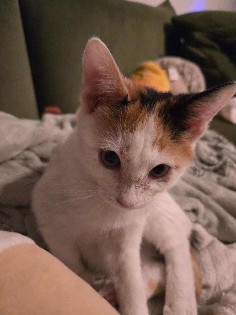 Enlarge Fionna, a Adoptable mixed breed in Evans, GA image 4/4