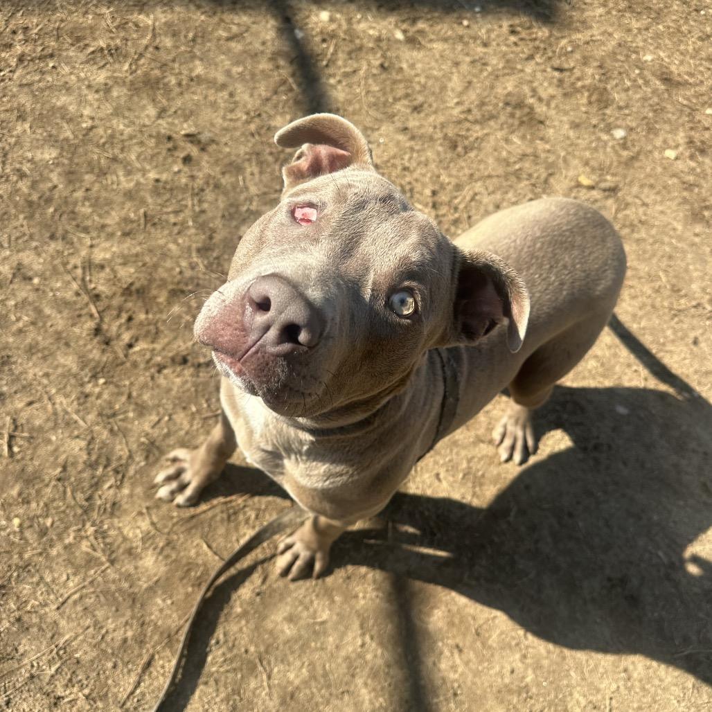 Wazowski 1532 — thumbnail 4