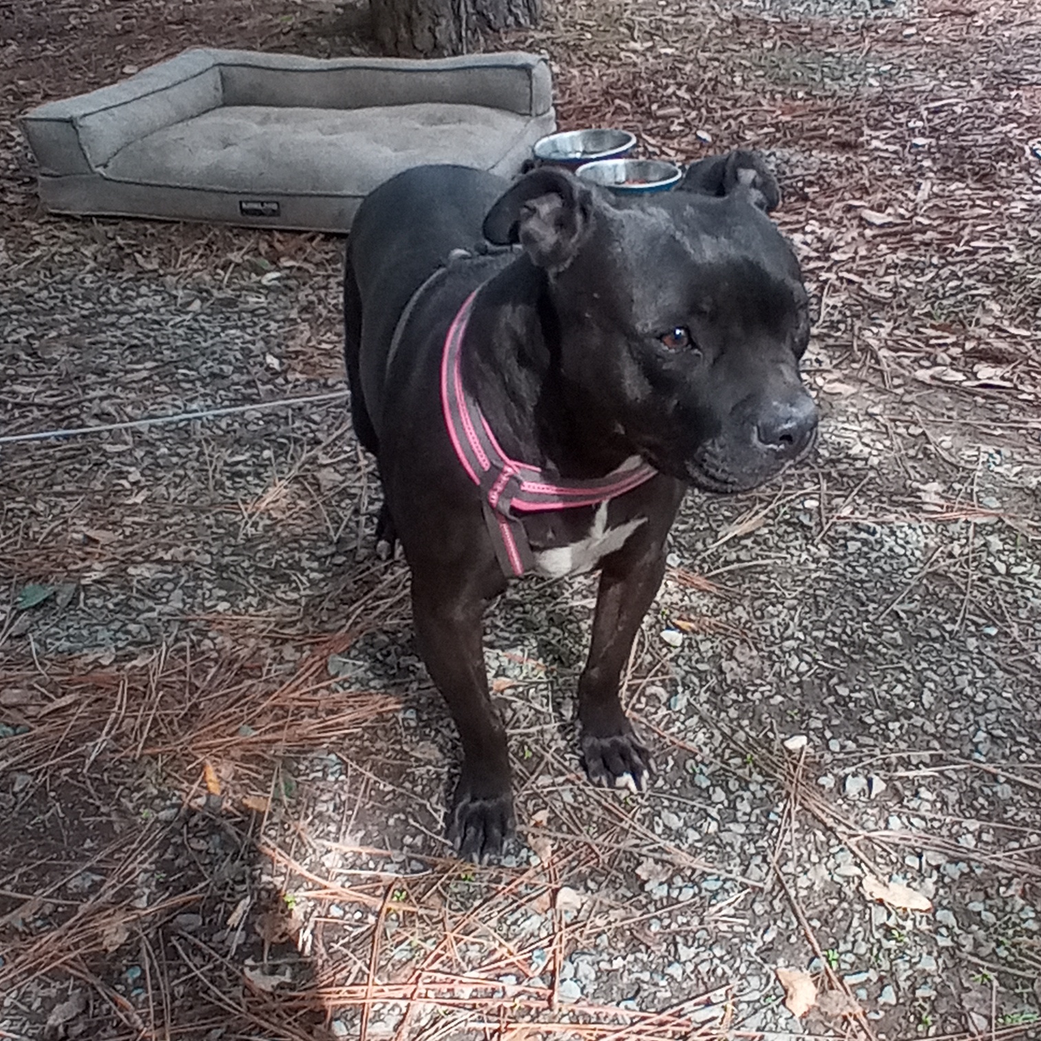 Sissy, a Adoptable Pit Bull Terrier in Fort Bragg, CA image 2/6