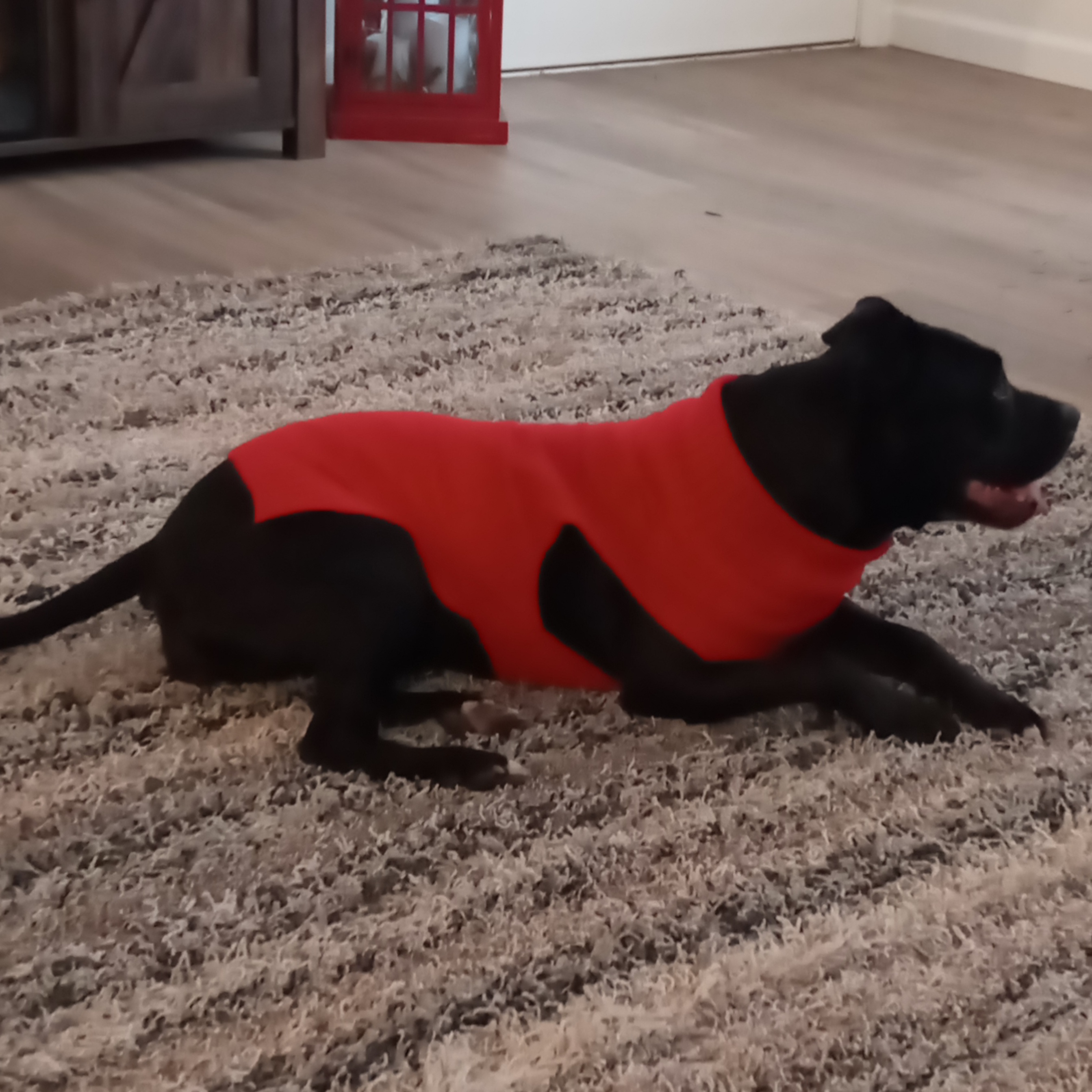 Sissy, a Adoptable Pit Bull Terrier in Fort Bragg, CA image 3/6