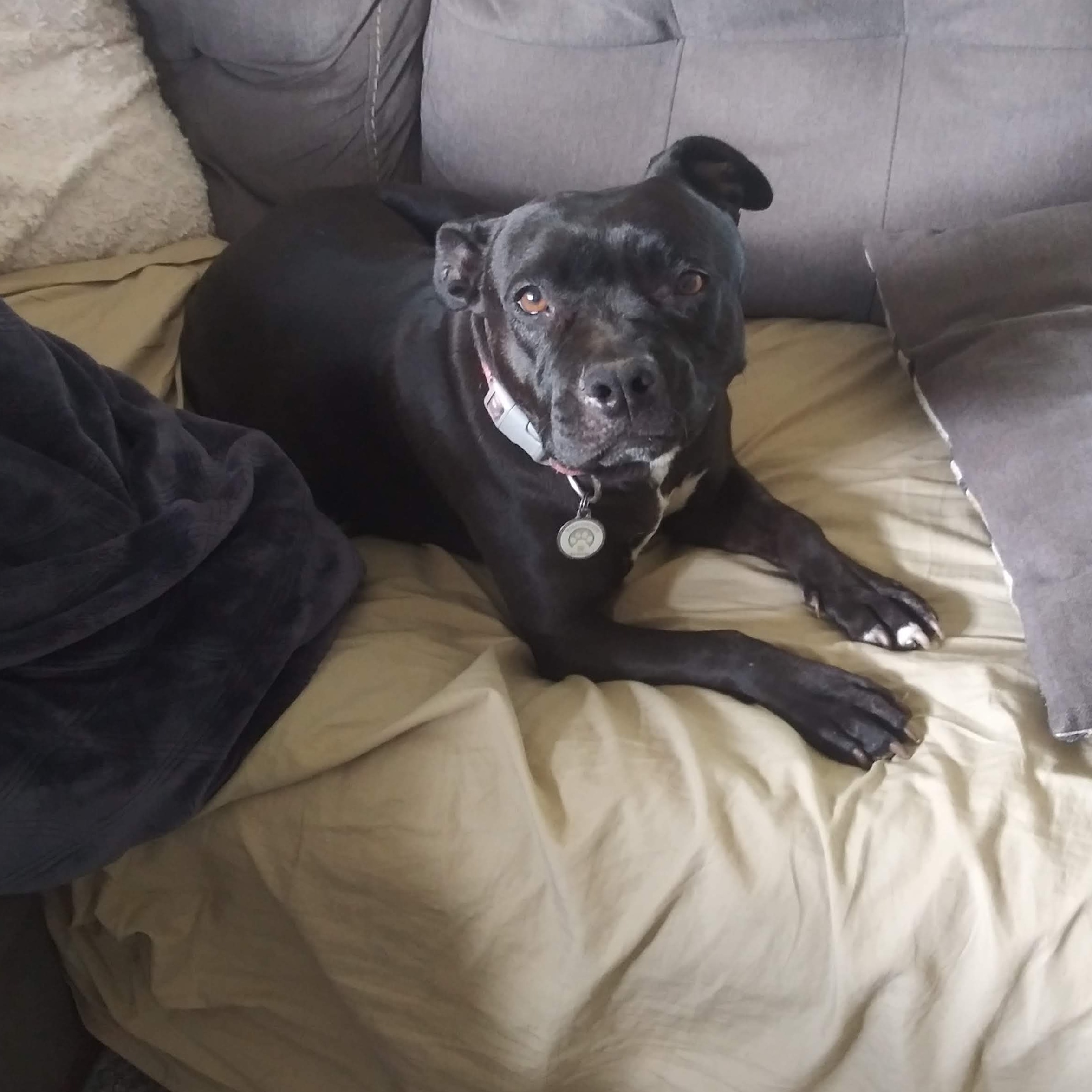 Sissy, a Adoptable Pit Bull Terrier in Fort Bragg, CA image 4/6