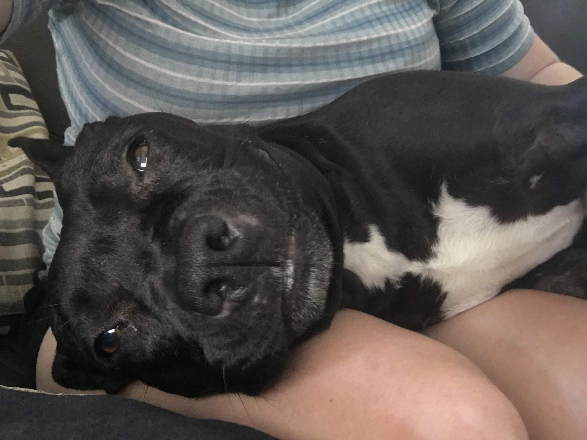 Sissy, a Adoptable Pit Bull Terrier in Fort Bragg, CA image 1/6