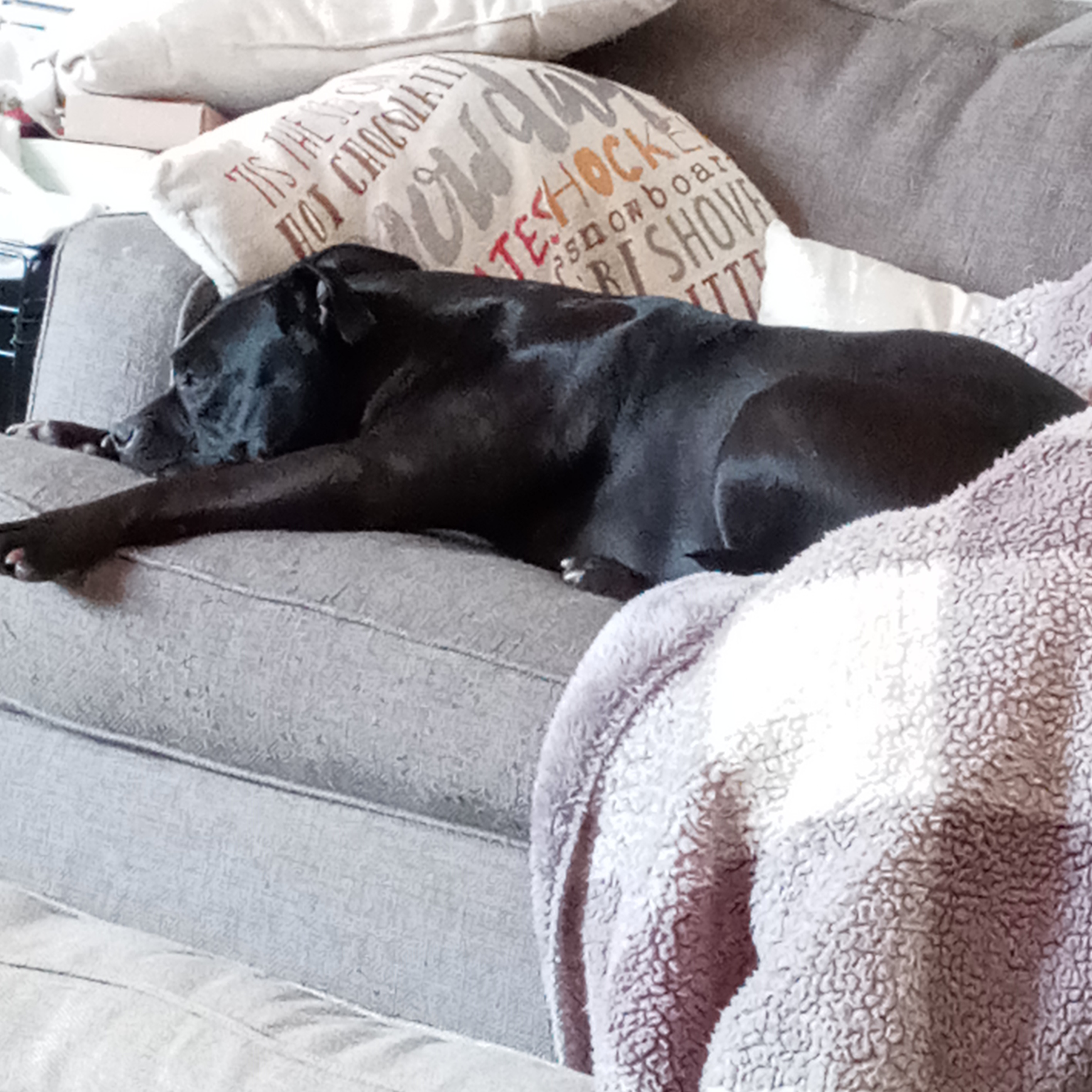 Sissy, a Adoptable Pit Bull Terrier in Fort Bragg, CA image 5/6