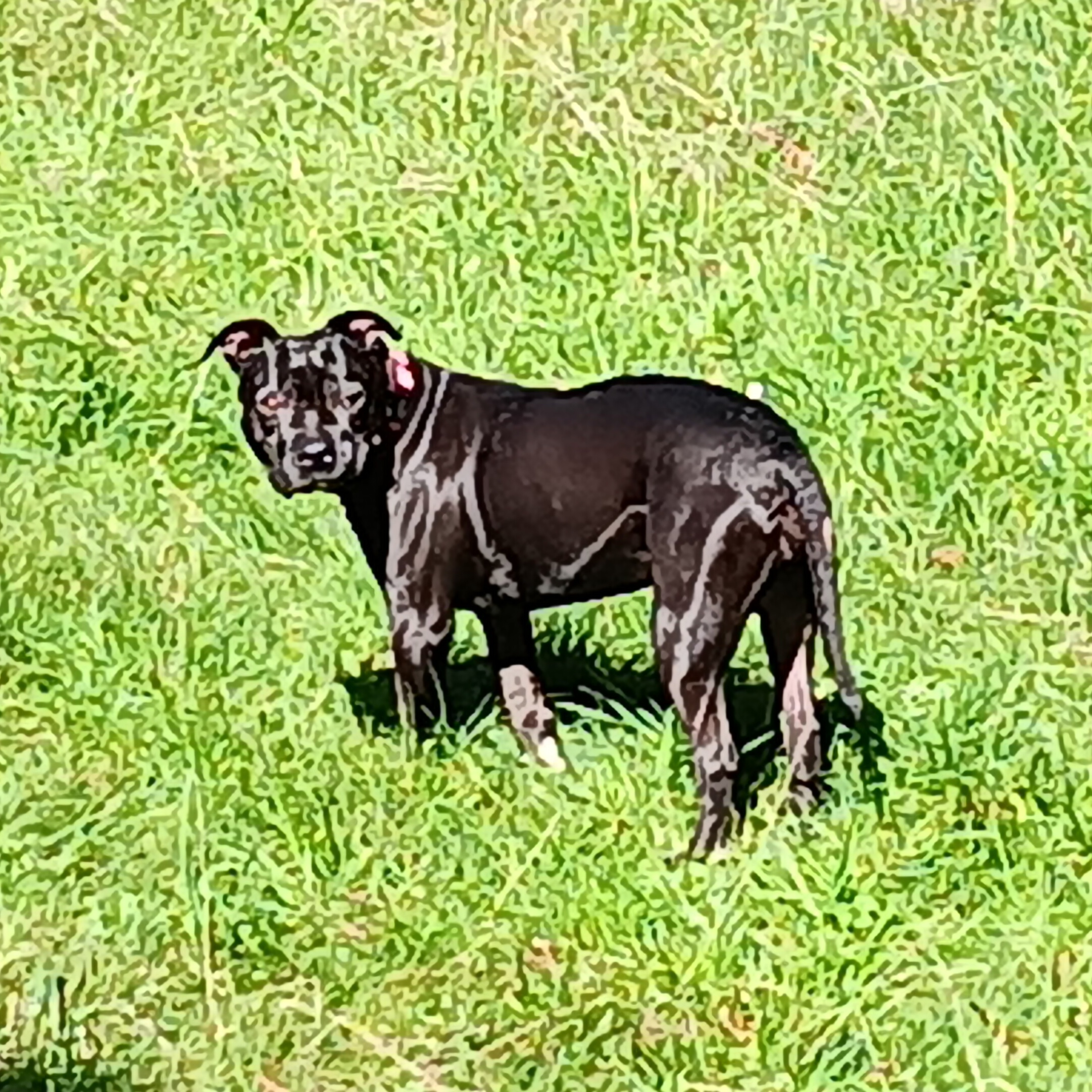 Sissy, a Adoptable Pit Bull Terrier in Fort Bragg, CA image 6/6