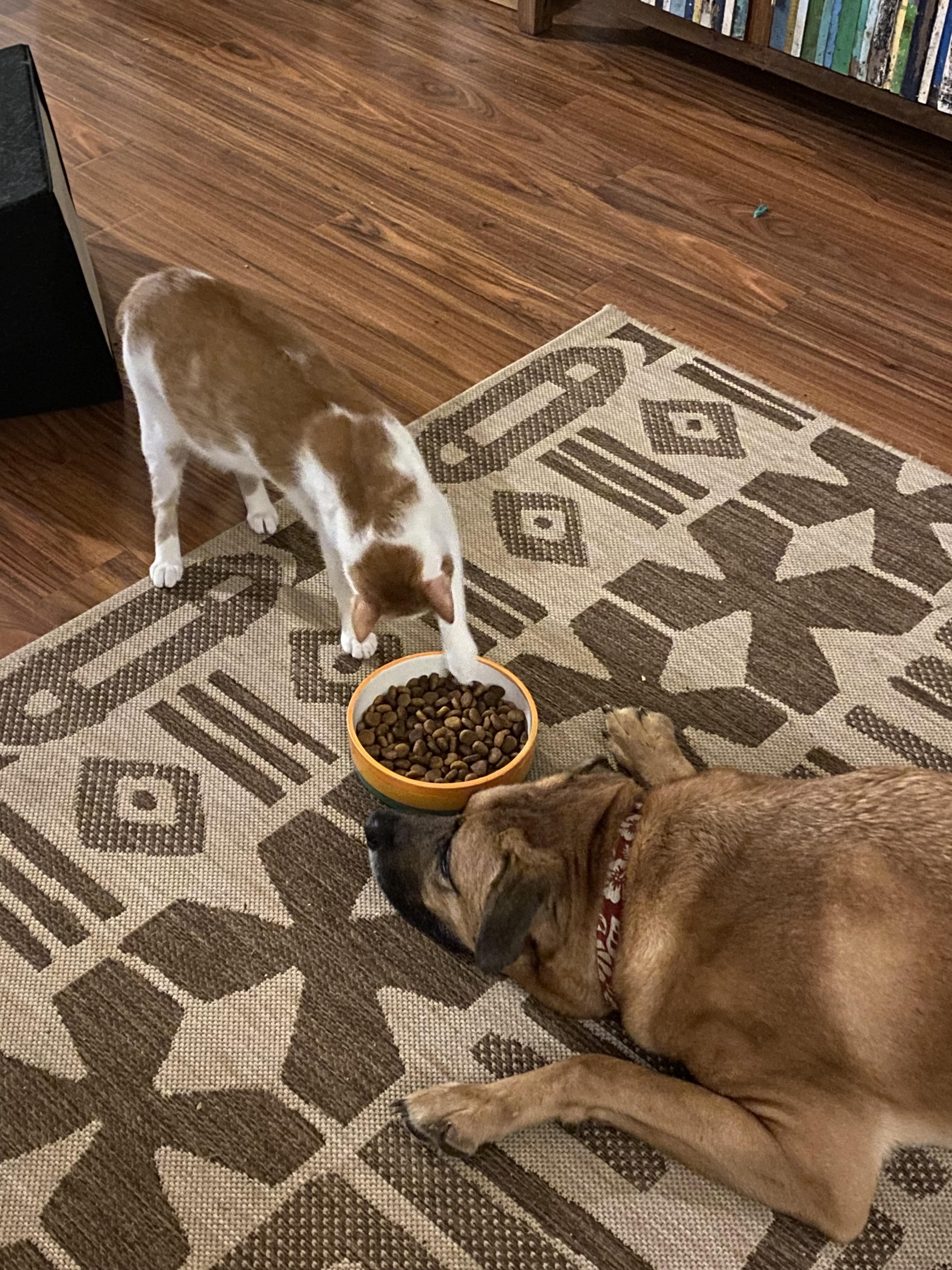 Marmalade & Cheetah photo 1