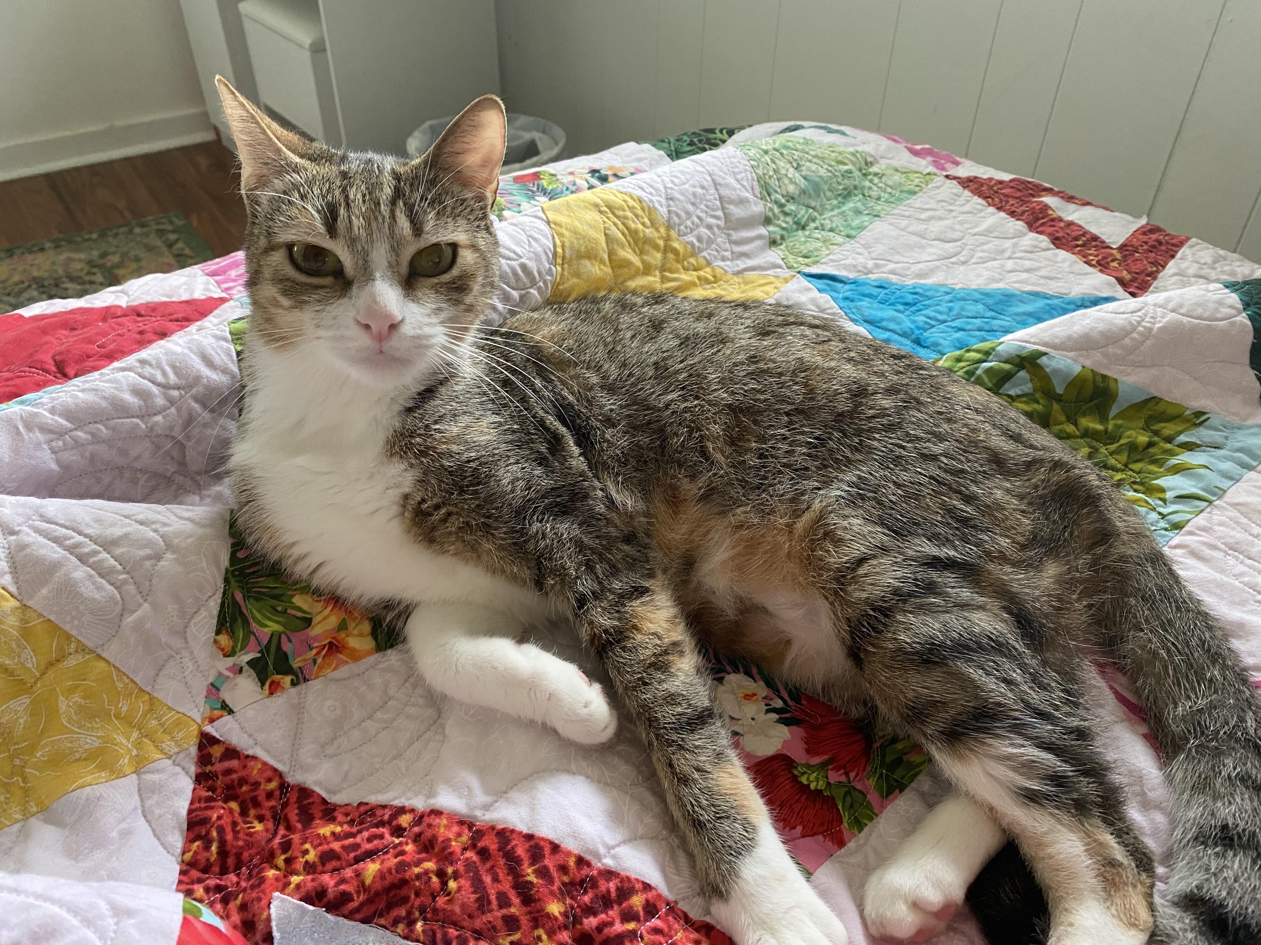 Marmalade & Cheetah, a Adoptable Domestic Short Hair in Mililani, HI image 2/3