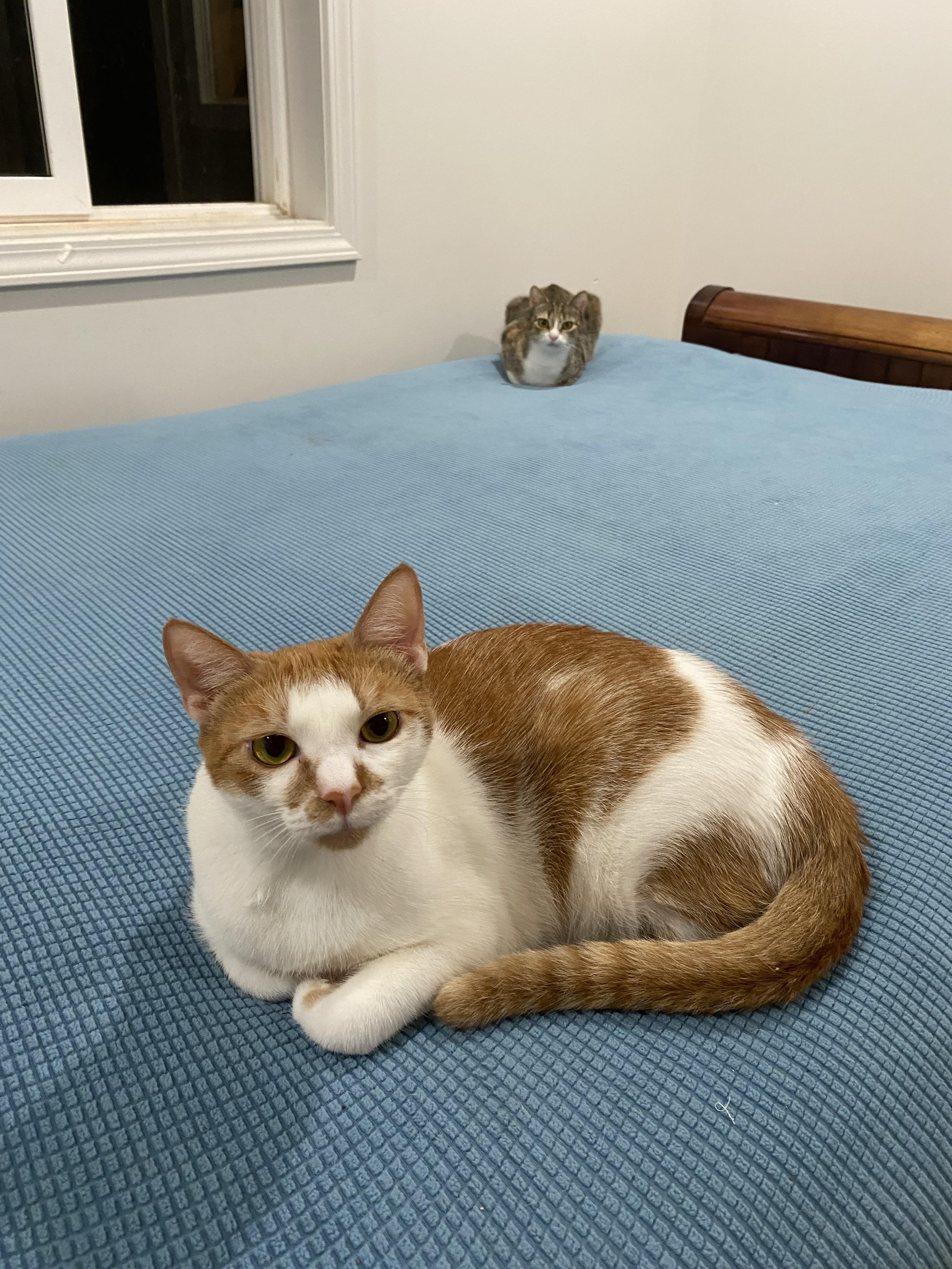 Marmalade & Cheetah, a Adoptable Domestic Short Hair in Mililani, HI image 3/3