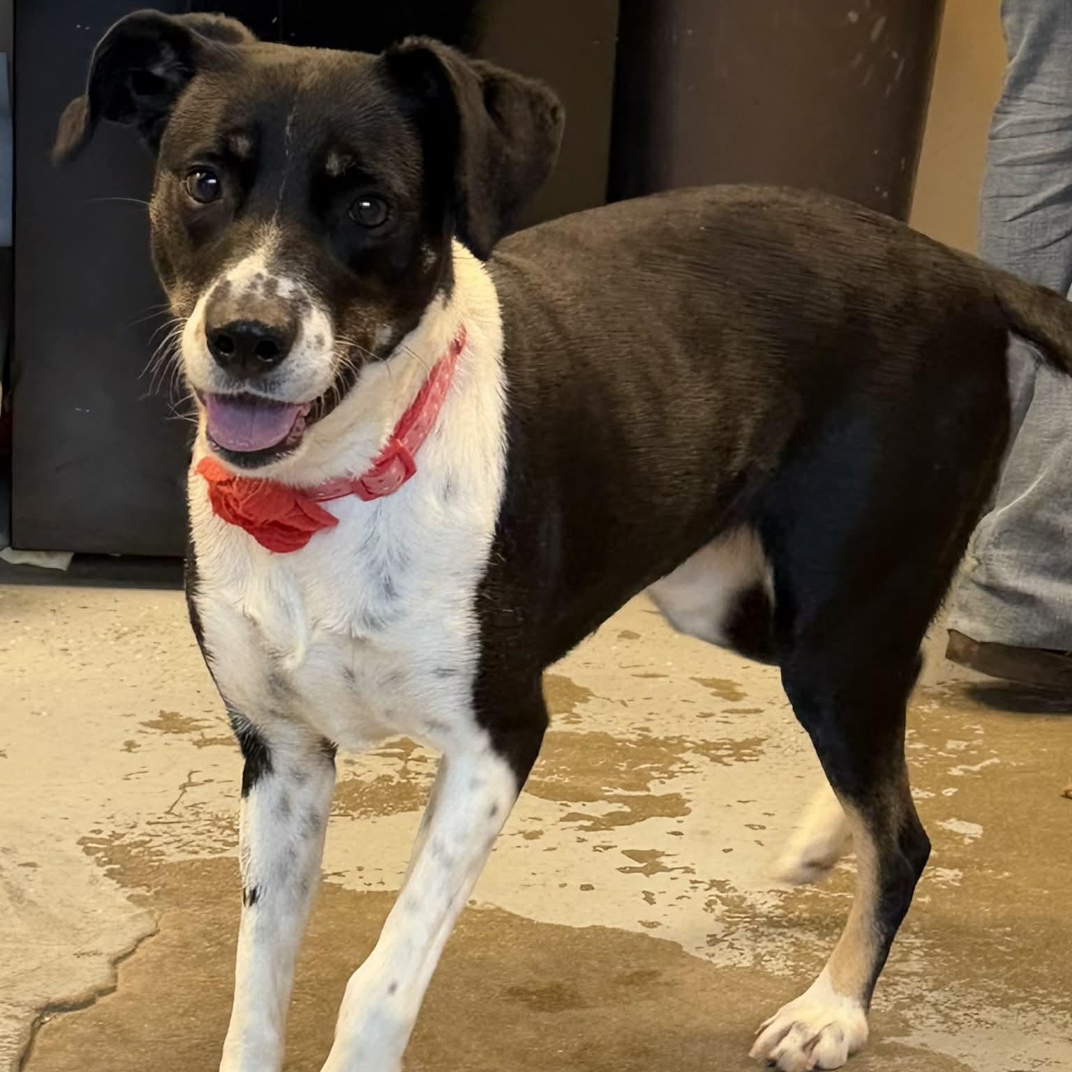 Enlarge Rose, a ADOPTABLE mixed breed in Martinsville, IN image 4/4