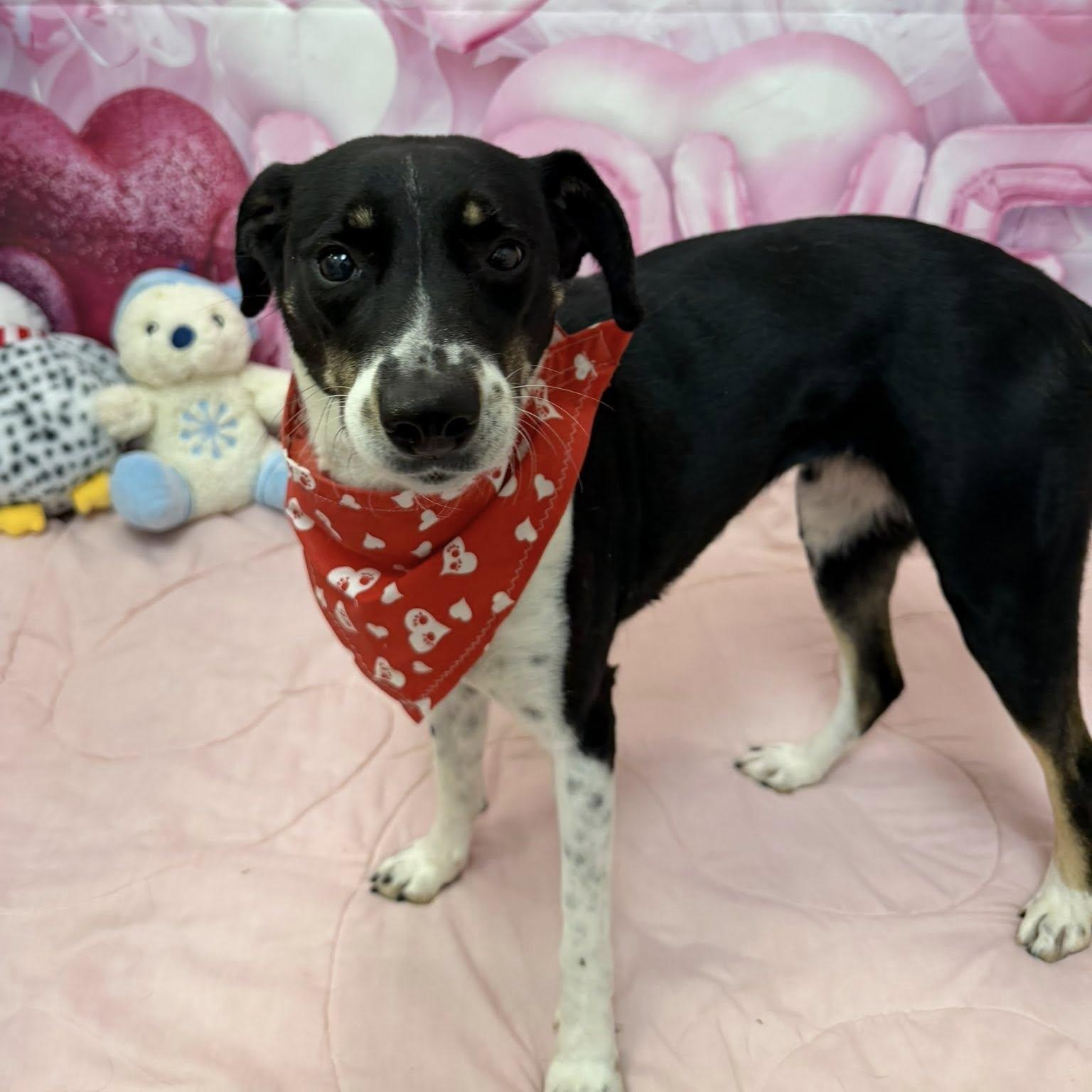 Enlarge Rose, a ADOPTABLE mixed breed in Martinsville, IN image 3/4