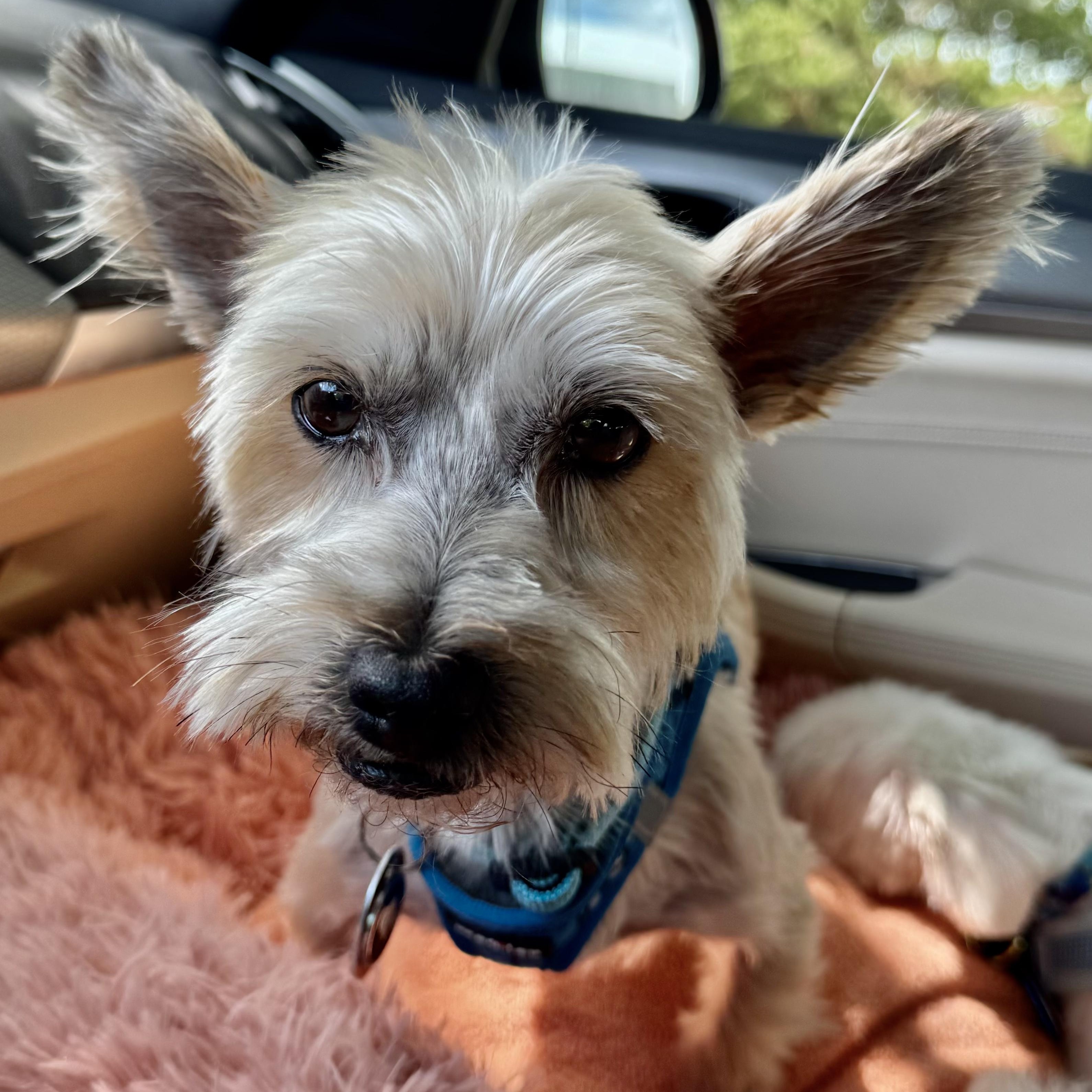 Winston Savor, a Adoptable mixed breed in Plano, TX image 3/3