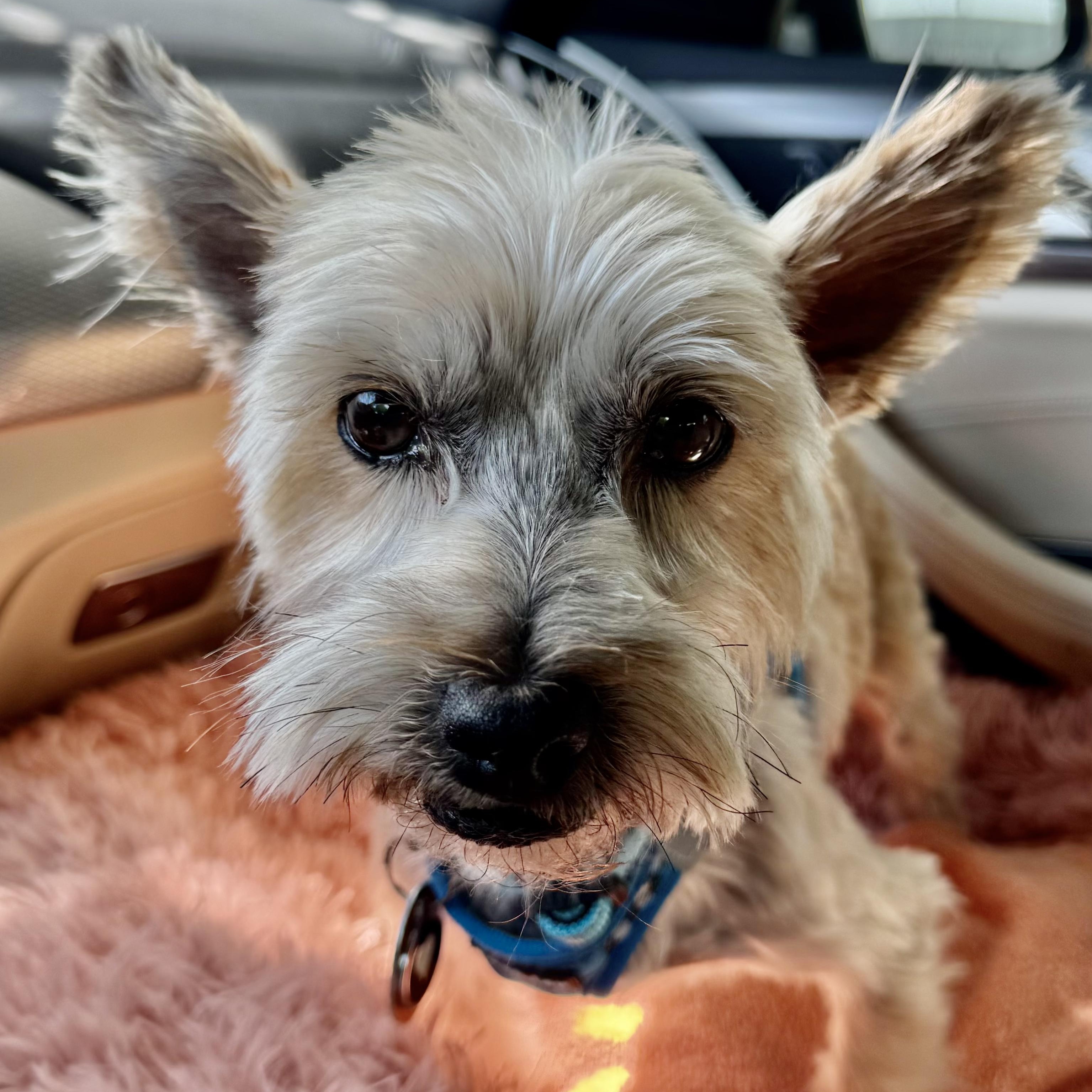 Winston Savor, Adoptable, Adult Male Yorkshire Terrier & Terrier.