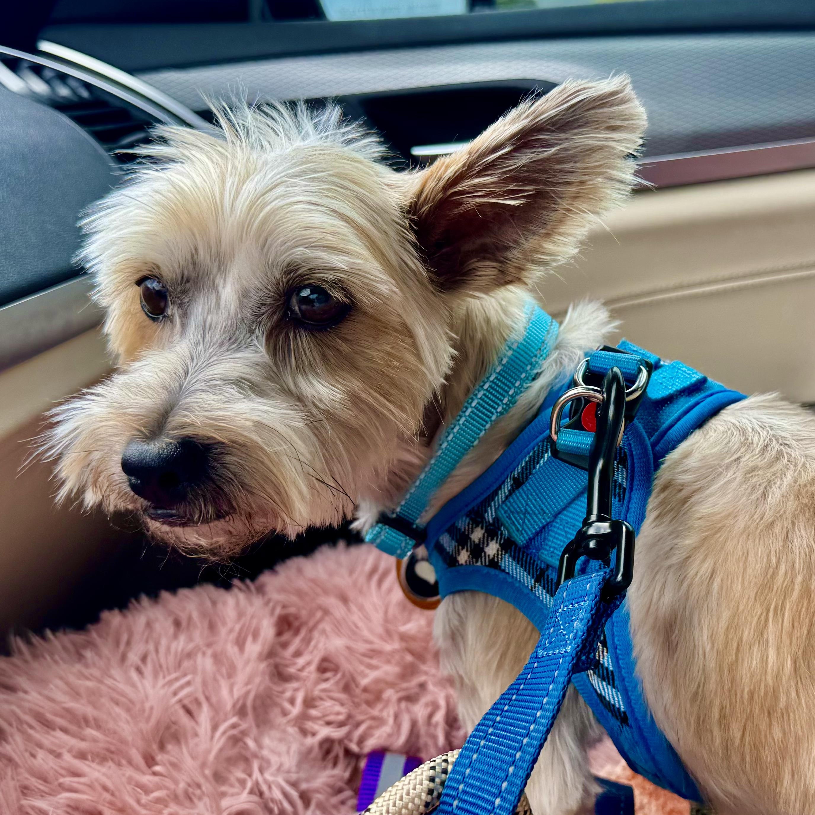 Winston Savor, a Adoptable mixed breed in Plano, TX image 2/3