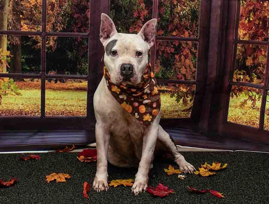 Enlarge Ricky, a Adoptable mixed breed in Sanford, FL image 3/3