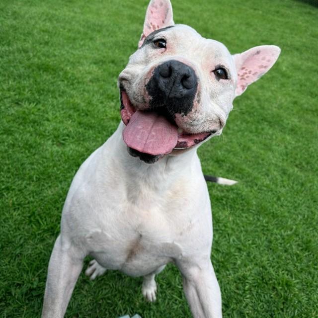 Ricky, Adoptable, Adult Male American Bulldog.