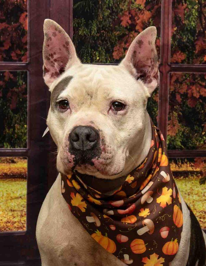 Enlarge Ricky, a Adoptable mixed breed in Sanford, FL image 2/3