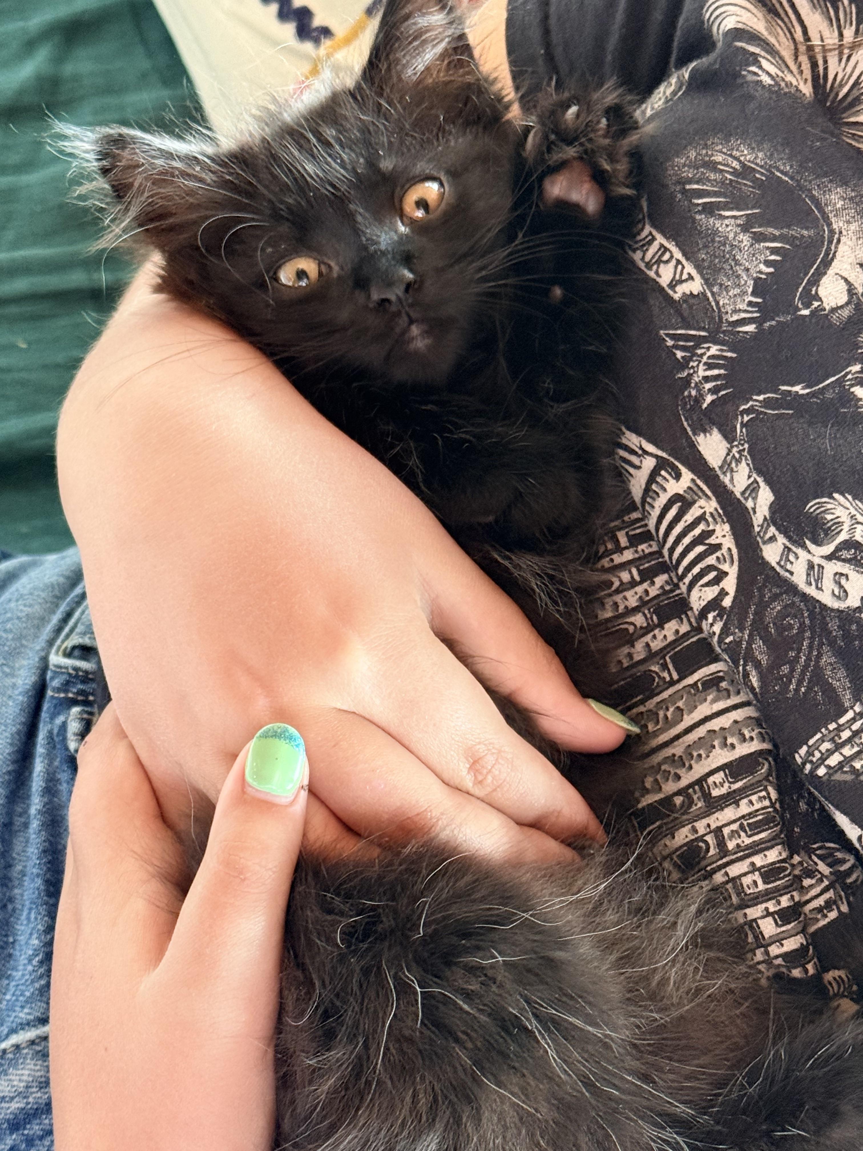 Poofy, a ADOPTABLE Domestic Medium Hair in Salt Spring Island, BC image 2/4
