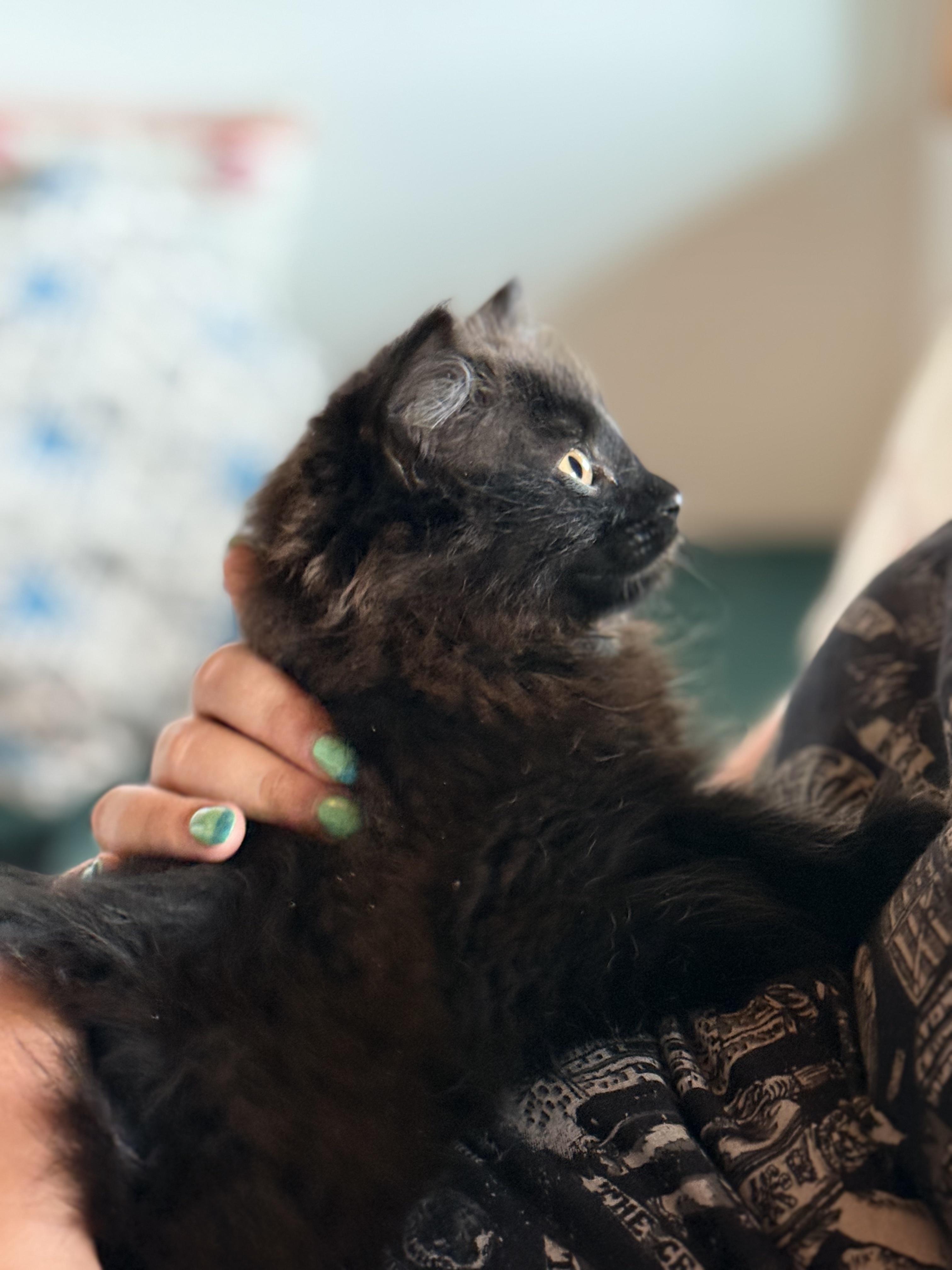 Poofy, a ADOPTABLE Domestic Medium Hair in Salt Spring Island, BC image 1/4