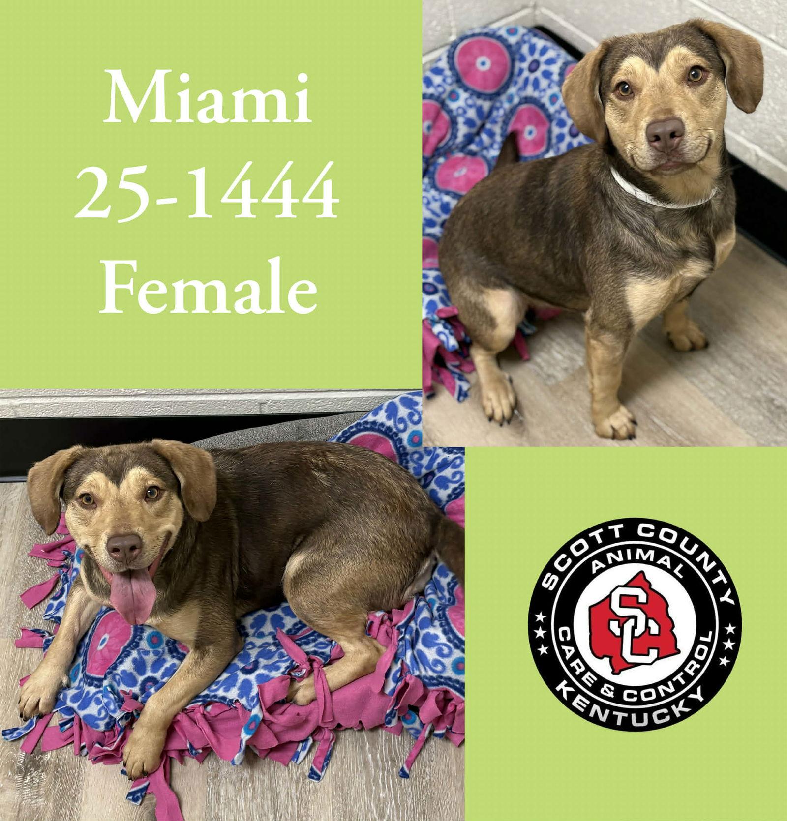 Enlarge Miami, a Adoptable mixed breed in Georgetown, KY image 1/1