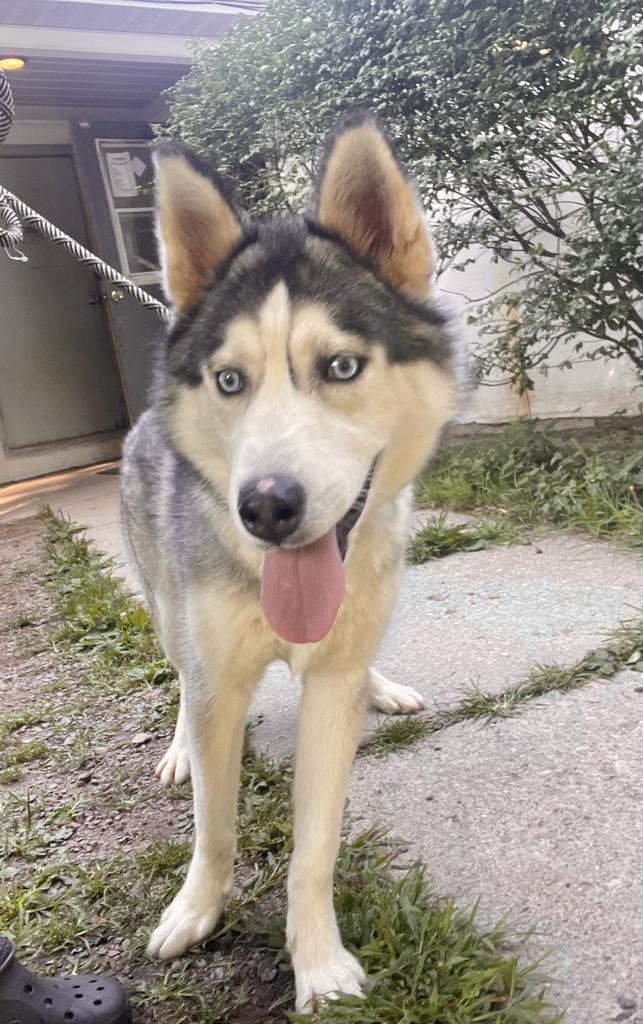 Cade, Adoptable, Adult Male Husky.