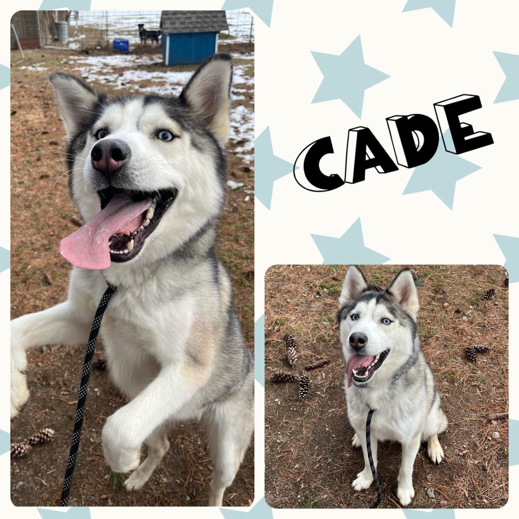 Cade, a Adoptable Husky in Port Jervis, NY image 2/4