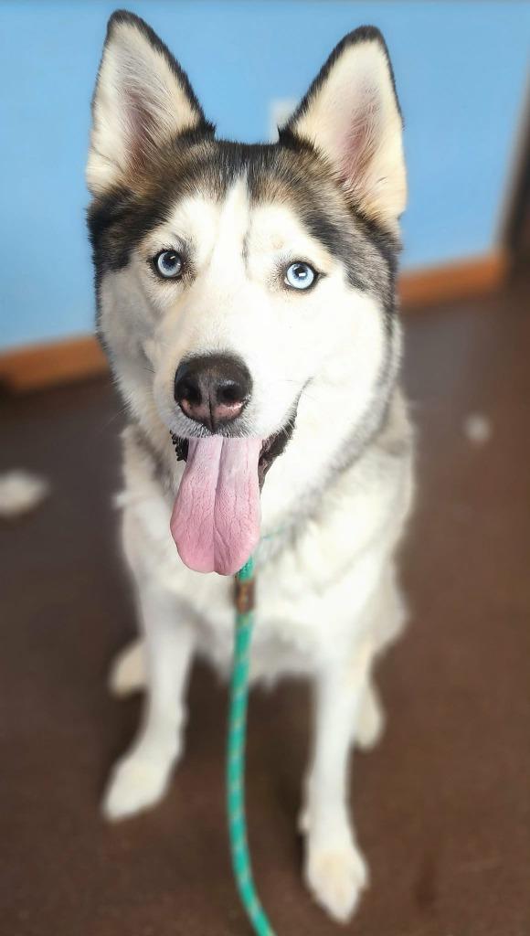 Cade, a Adoptable Husky in Port Jervis, NY image 3/4