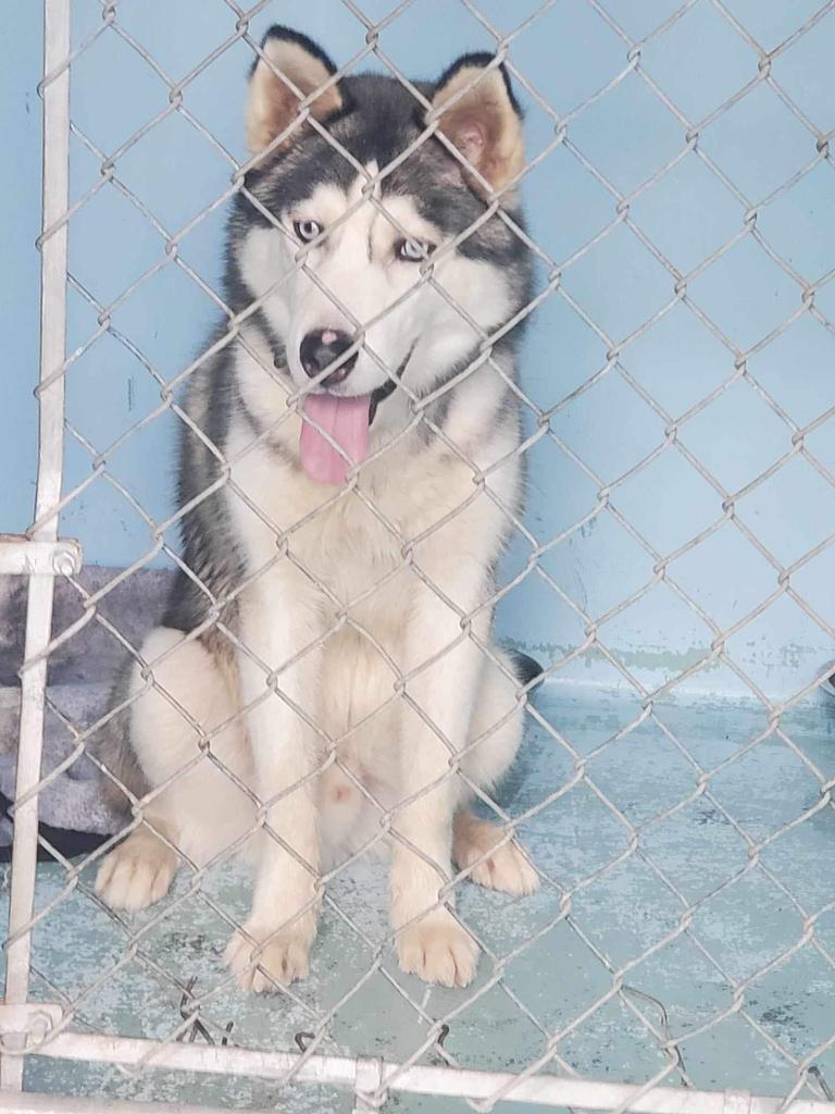 Cade, a Adoptable Husky in Port Jervis, NY image 4/4