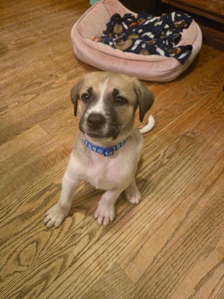 Judge, a Adoptable mixed breed in Wendell, NC image 1/3