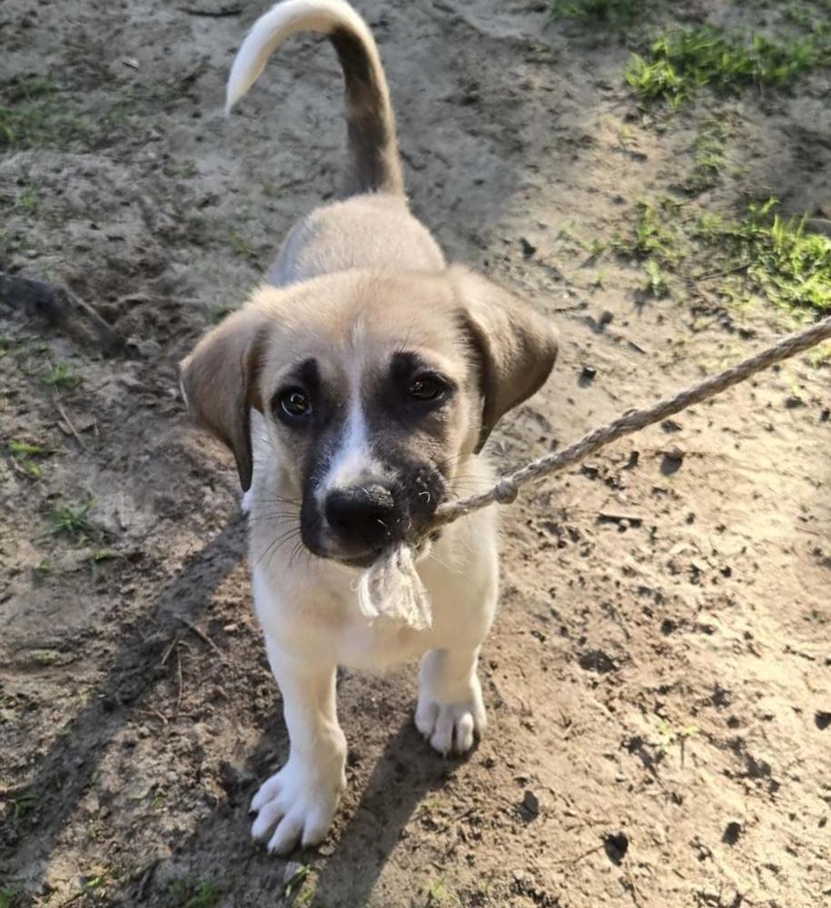 Judge, a Adoptable mixed breed in Wendell, NC image 2/4
