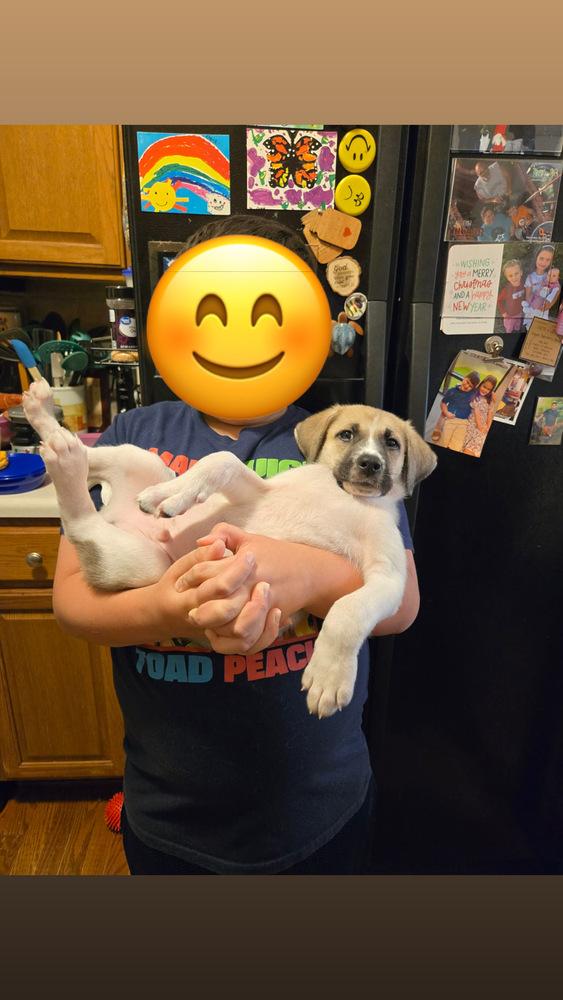 Judge, a Adoptable mixed breed in Wendell, NC image 3/4