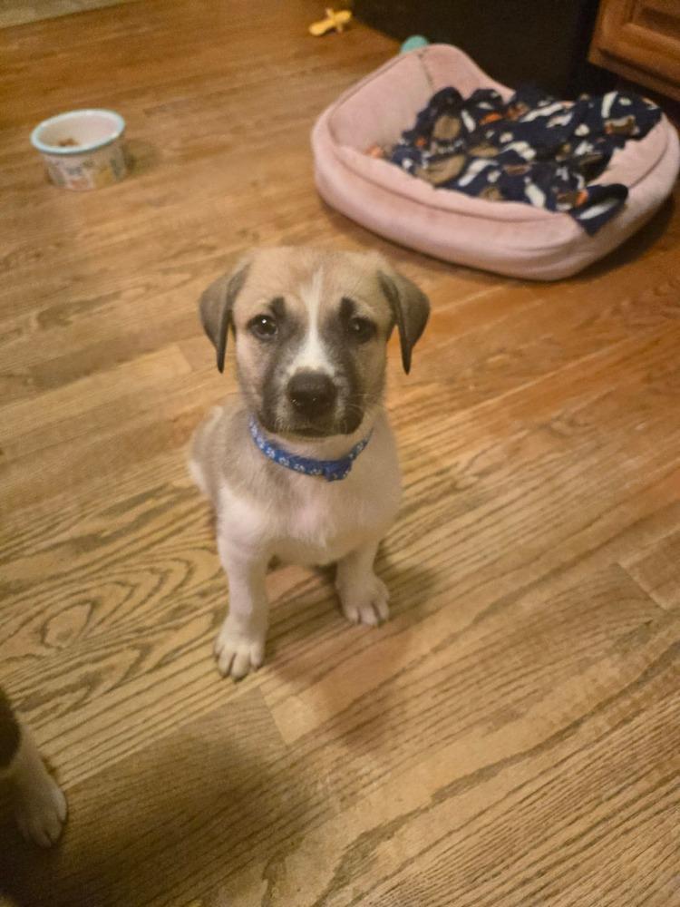 Judge, a Adoptable mixed breed in Wendell, NC image 2/3
