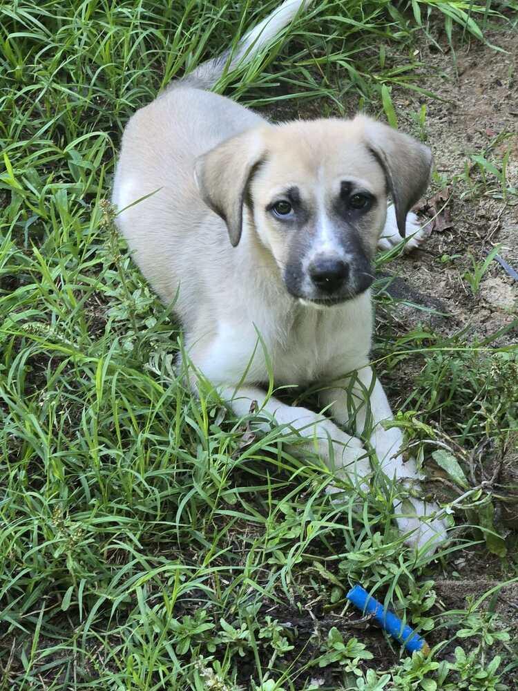 Judge, a Adoptable mixed breed in Wendell, NC image 4/4