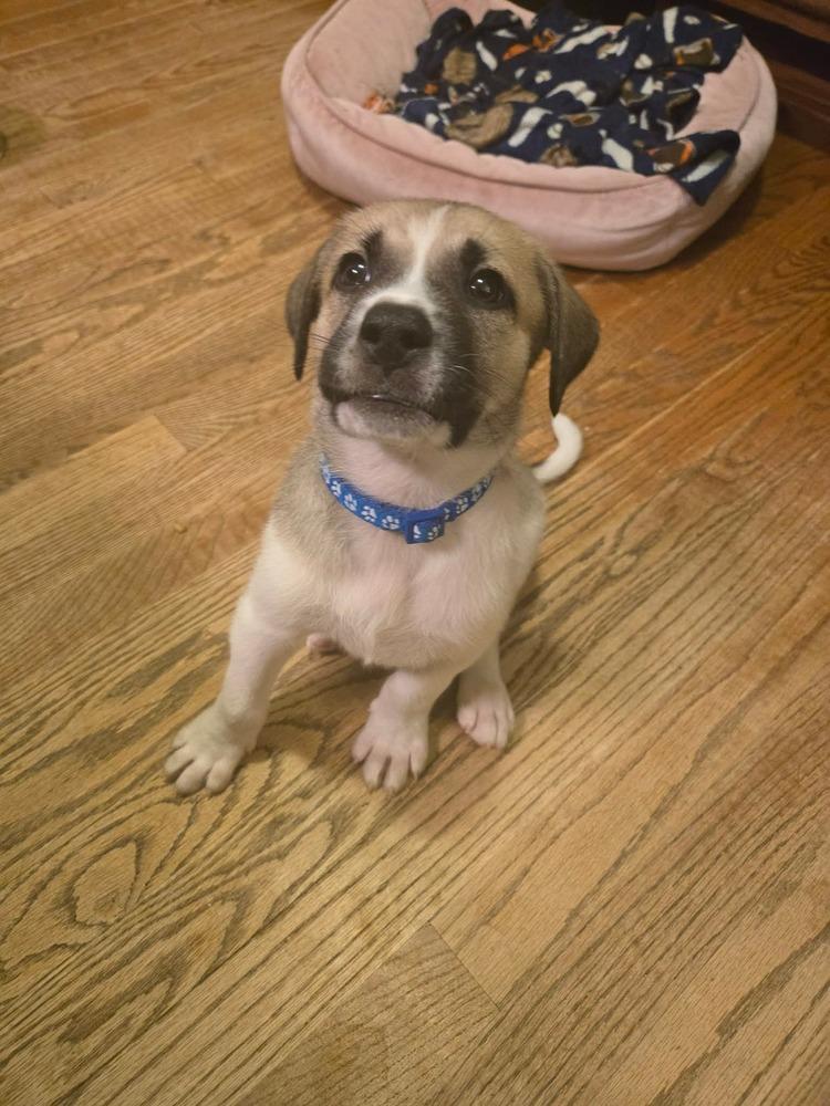 Judge, a Adoptable mixed breed in Wendell, NC image 3/3