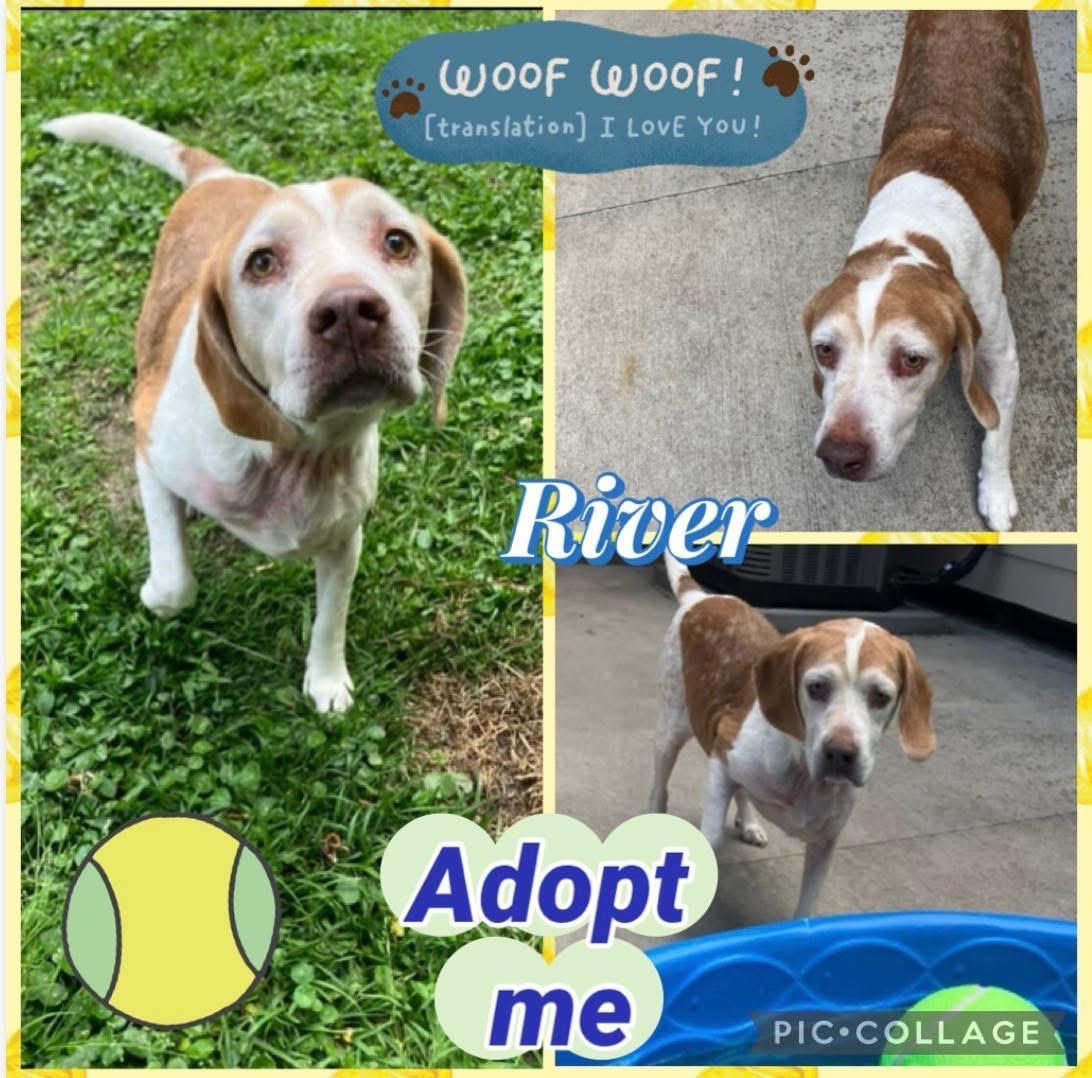 River, a ADOPTABLE mixed breed in Mandeville, LA image 2/2