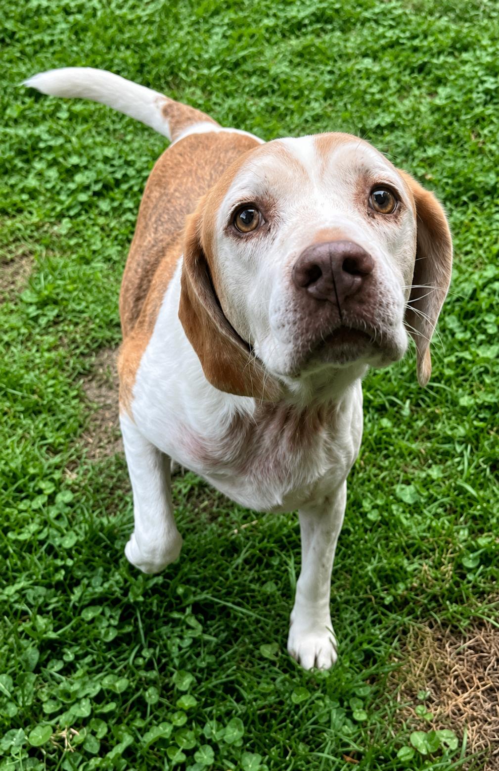 River, ADOPTABLE, Senior Male Beagle & Mixed Breed.