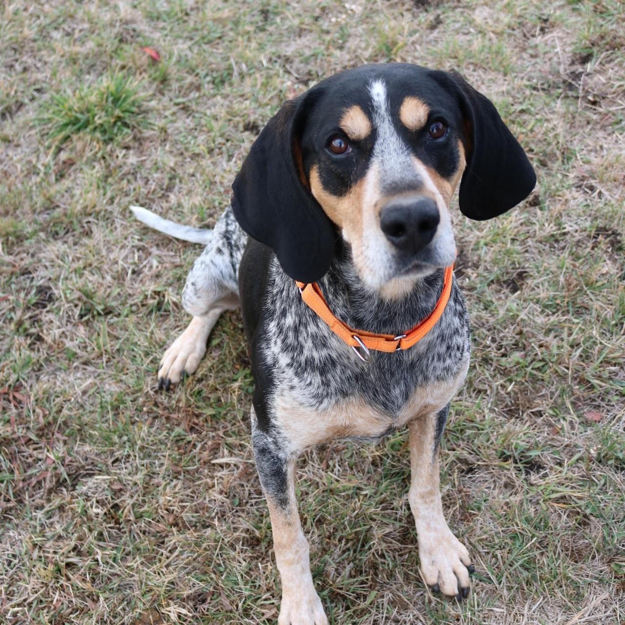 Joker, Adoptable, Adult Male Bluetick Coonhound.