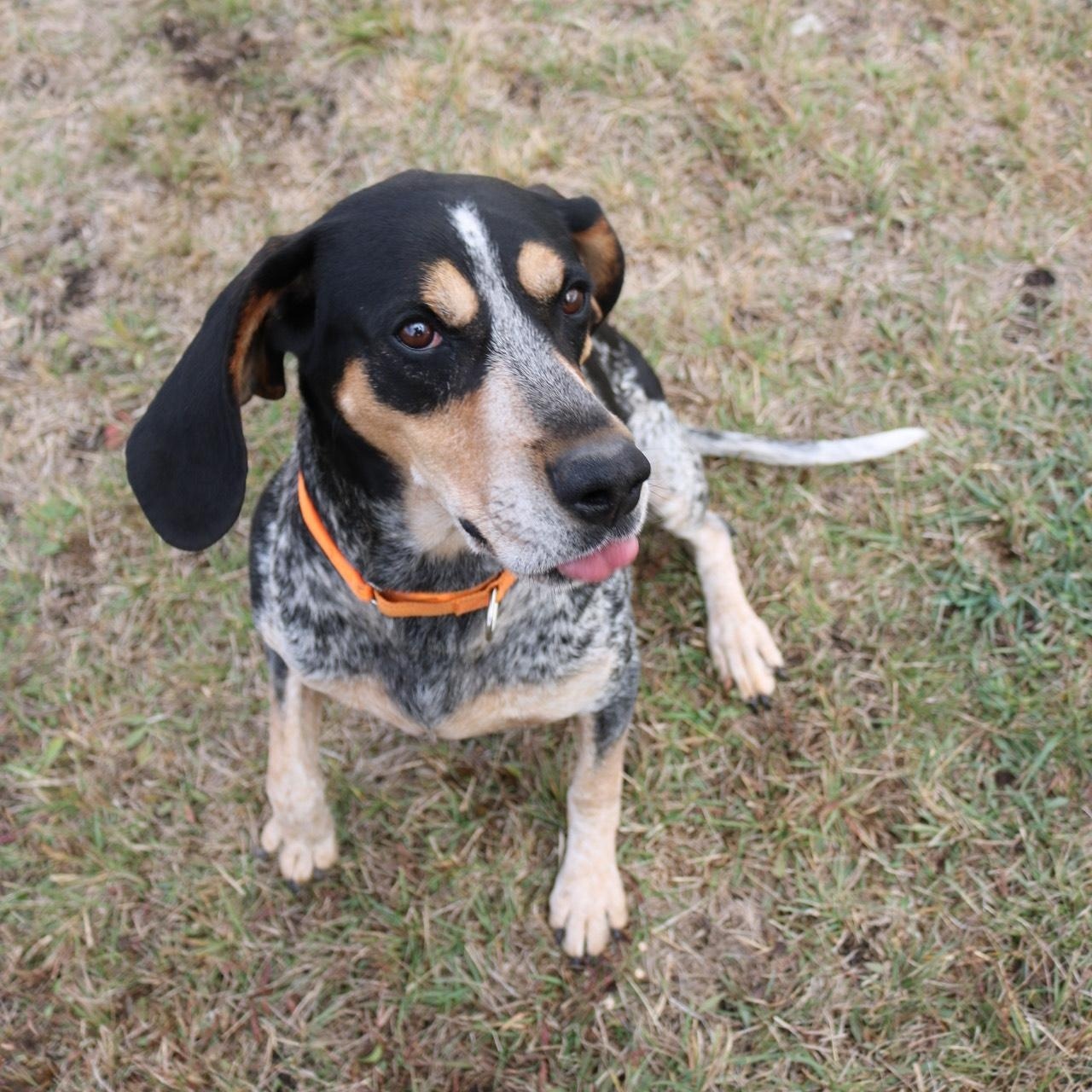 Joker, a Adoptable Bluetick Coonhound in La Grande, OR image 2/4