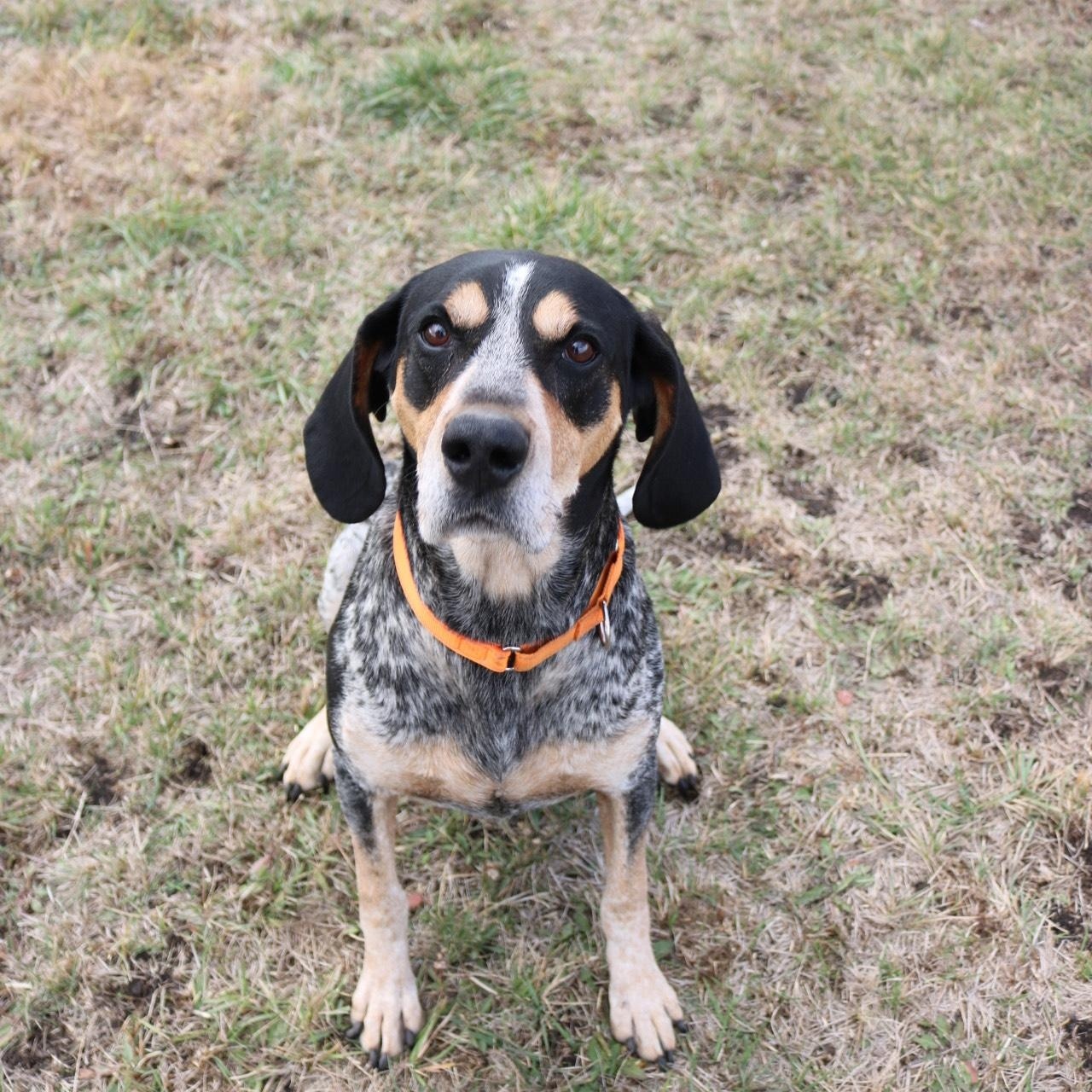 Joker, a Adoptable Bluetick Coonhound in La Grande, OR image 3/4
