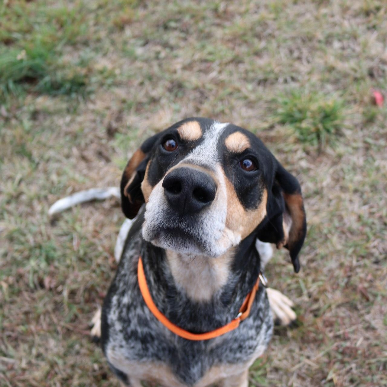 Joker, a Adoptable Bluetick Coonhound in La Grande, OR image 4/4