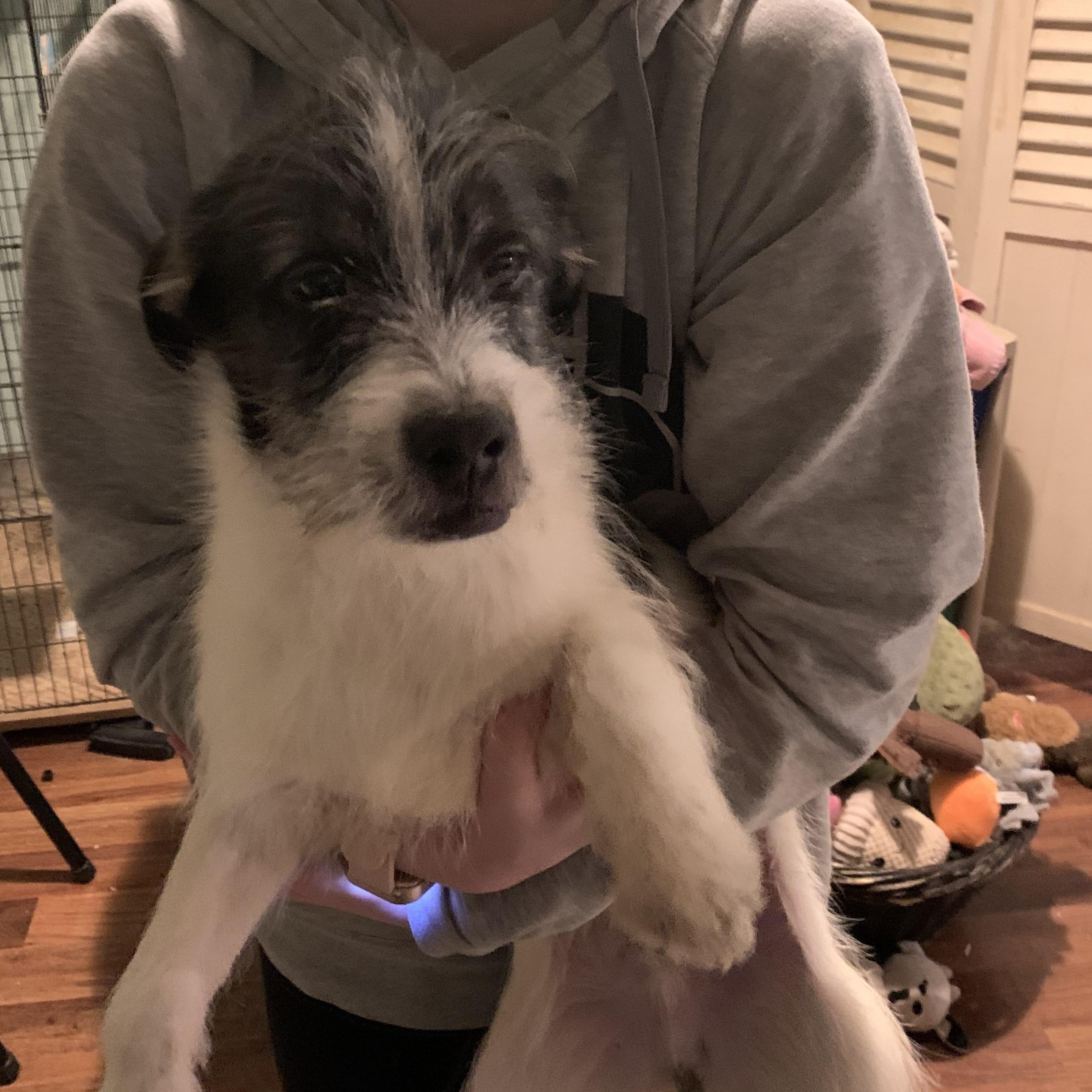 Enlarge Nemo, an adopted mixed breed in Kelso, WA image 4/6