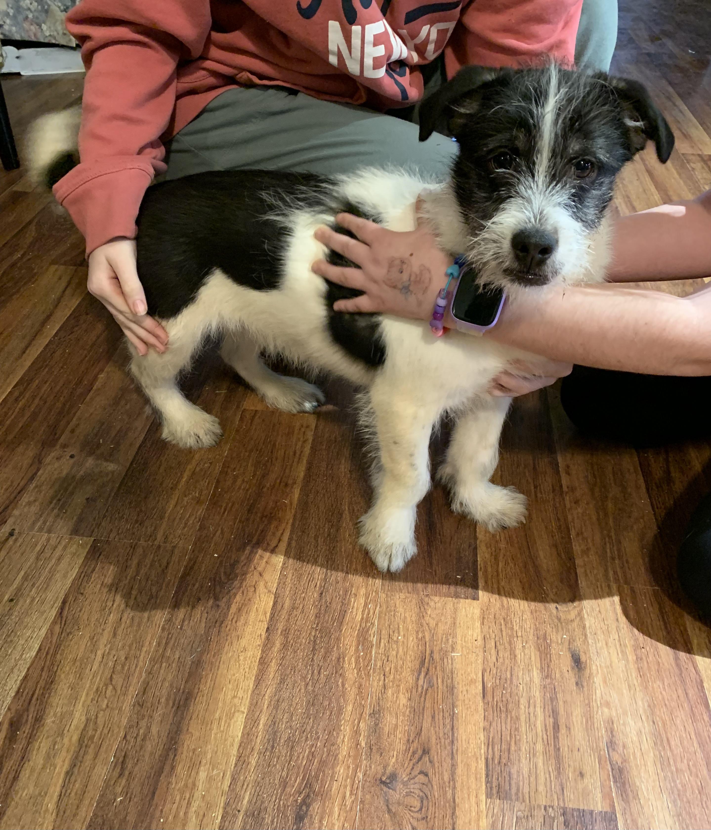 Enlarge Nemo, an adopted mixed breed in Kelso, WA image 1/6