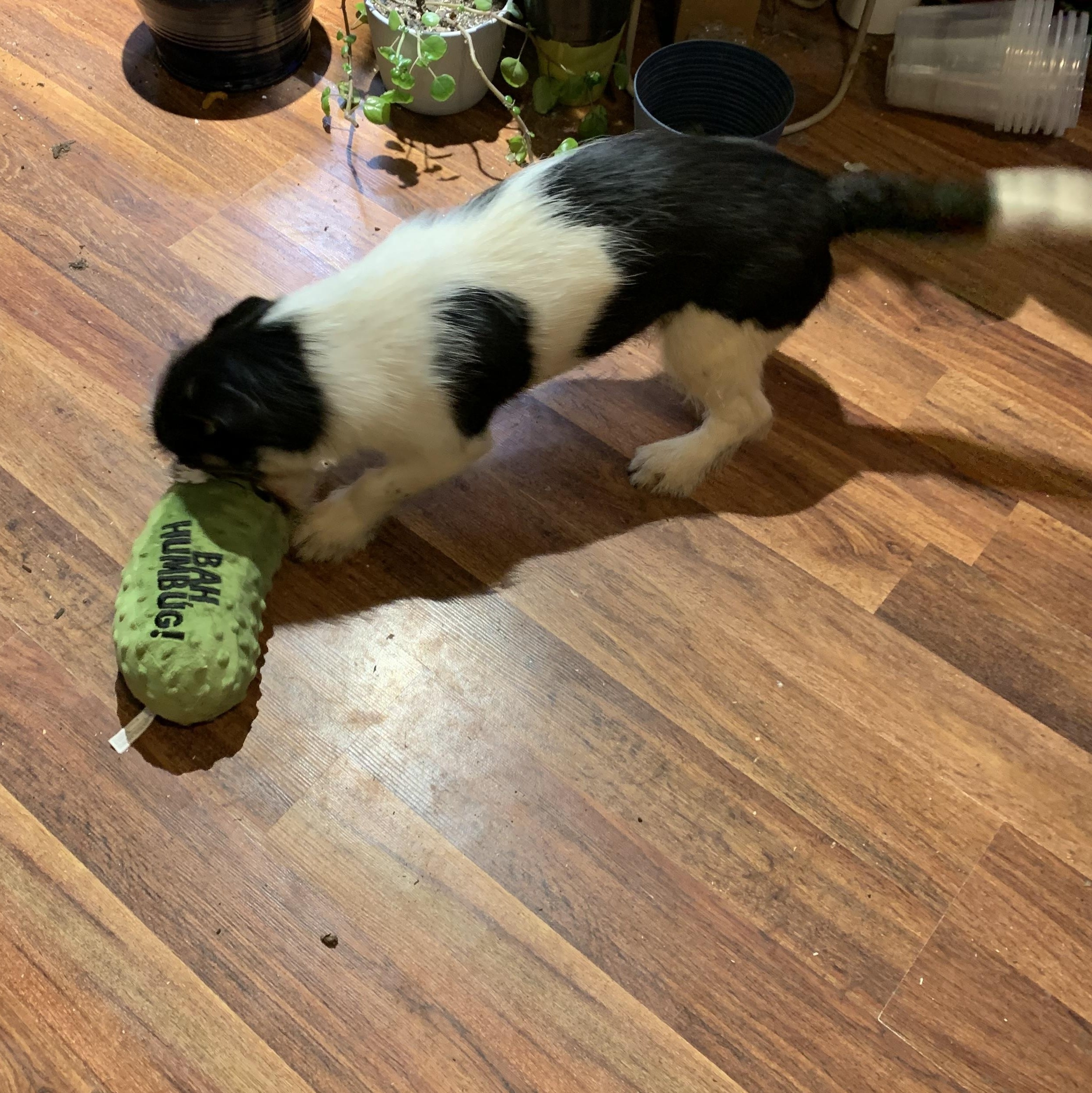 Enlarge Nemo, an adopted mixed breed in Kelso, WA image 6/6