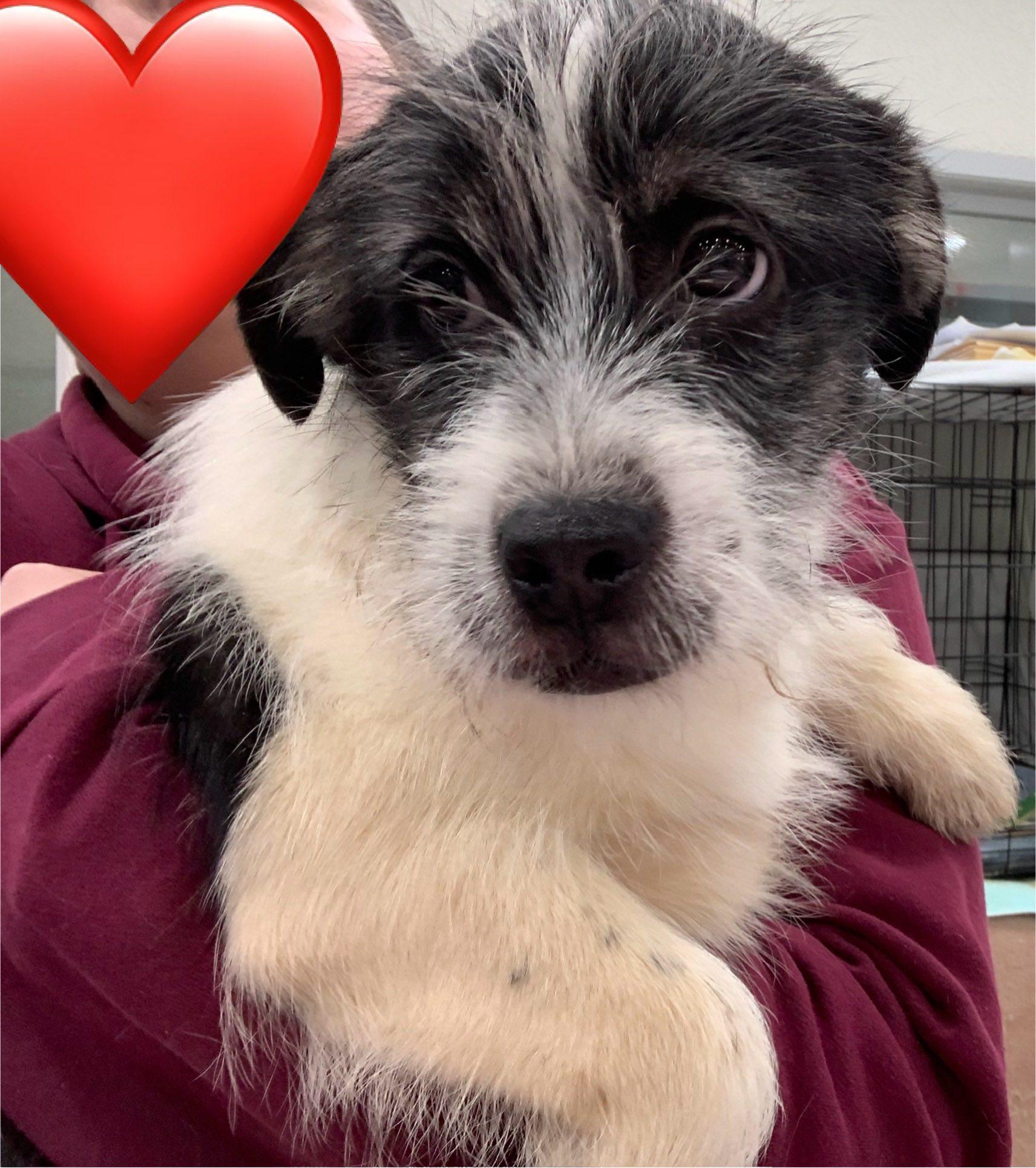 Enlarge Nemo, an adopted mixed breed in Kelso, WA image 3/6