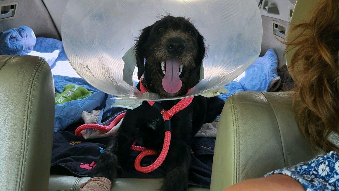 McDuff, adopted, Young Male Mixed Breed.