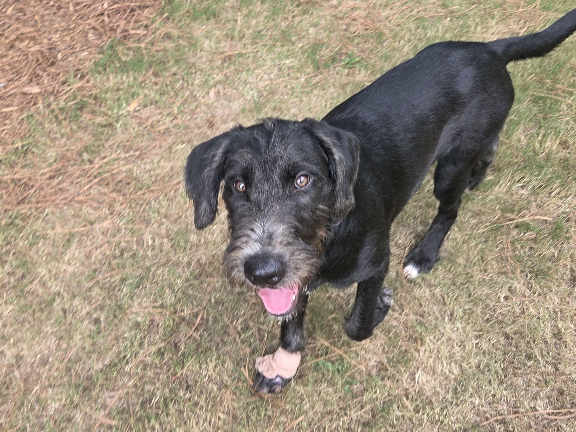McDuff, an adopted Mixed Breed in North Augusta, SC image 3/5