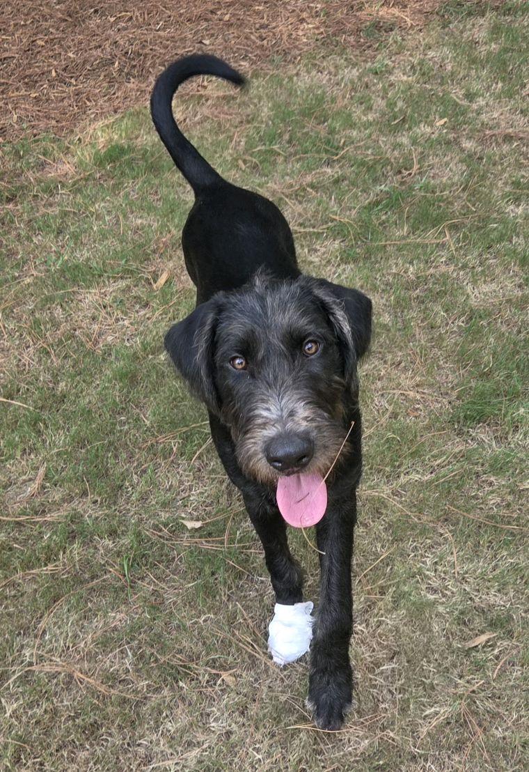 McDuff, an adopted Mixed Breed in North Augusta, SC image 4/5