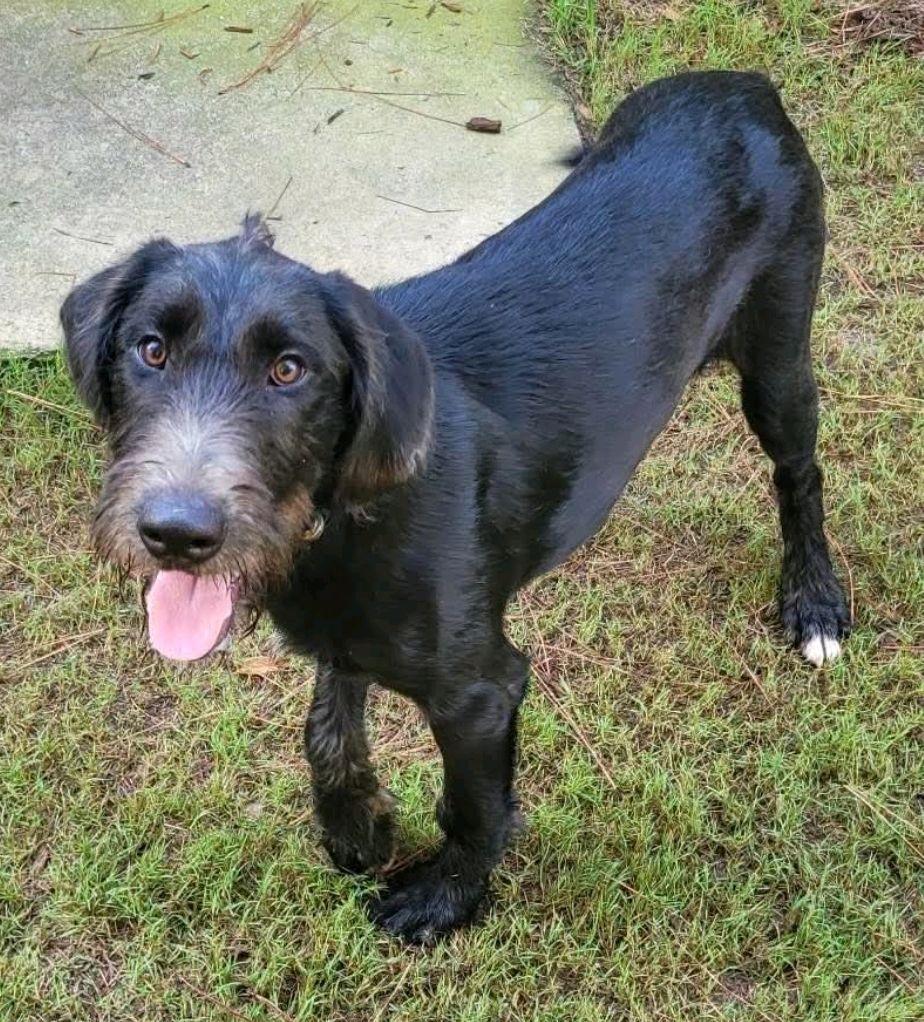 McDuff, an adopted Mixed Breed in North Augusta, SC image 2/5