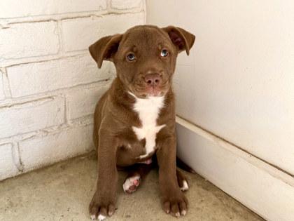 Rico, Adoptable, Puppy Male Siberian Husky & Labrador Retriever.