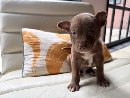 Rico, Adoptable, Puppy Male Siberian Husky & Mixed Breed.